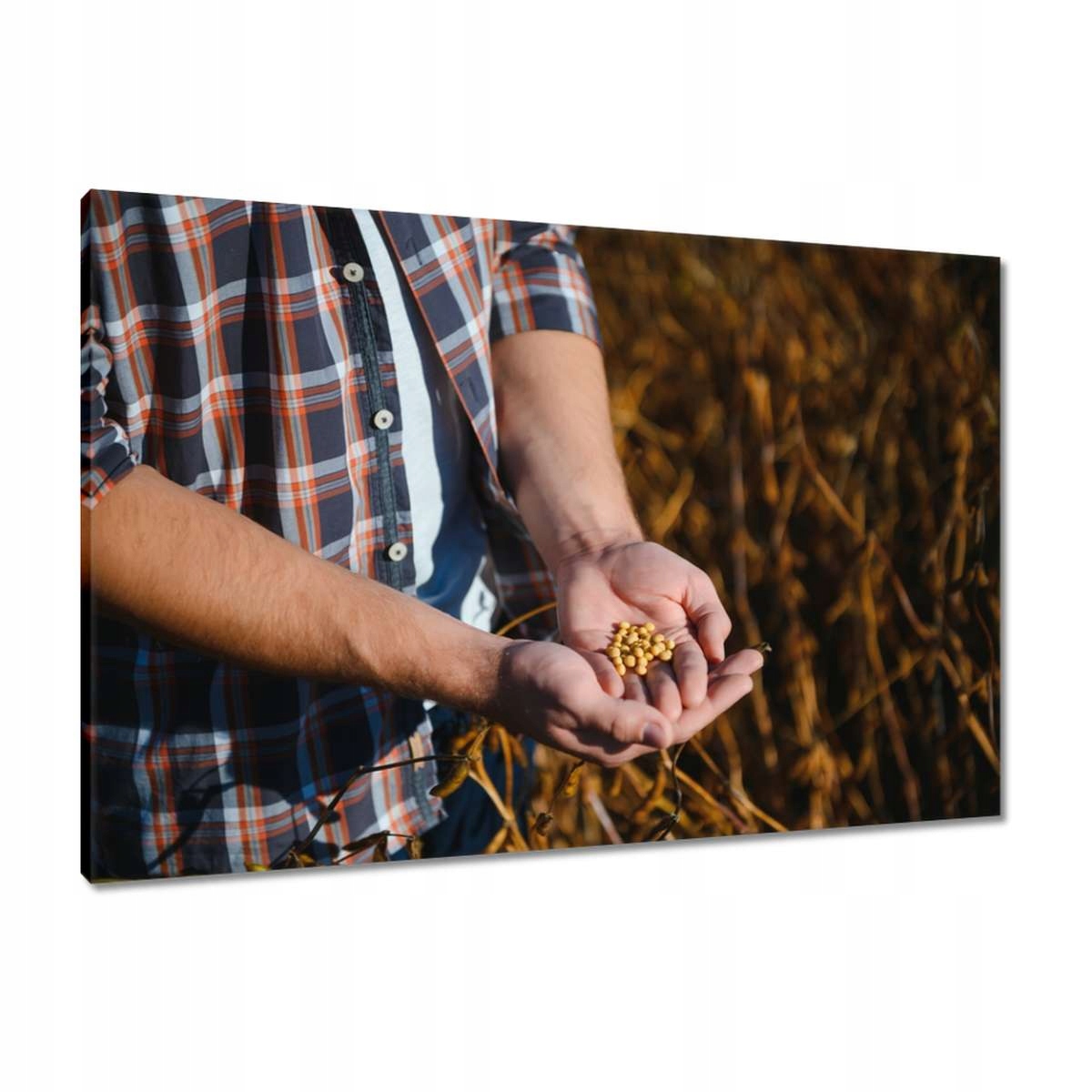 Obrazy 90x60 Hrst hořčičného zrna