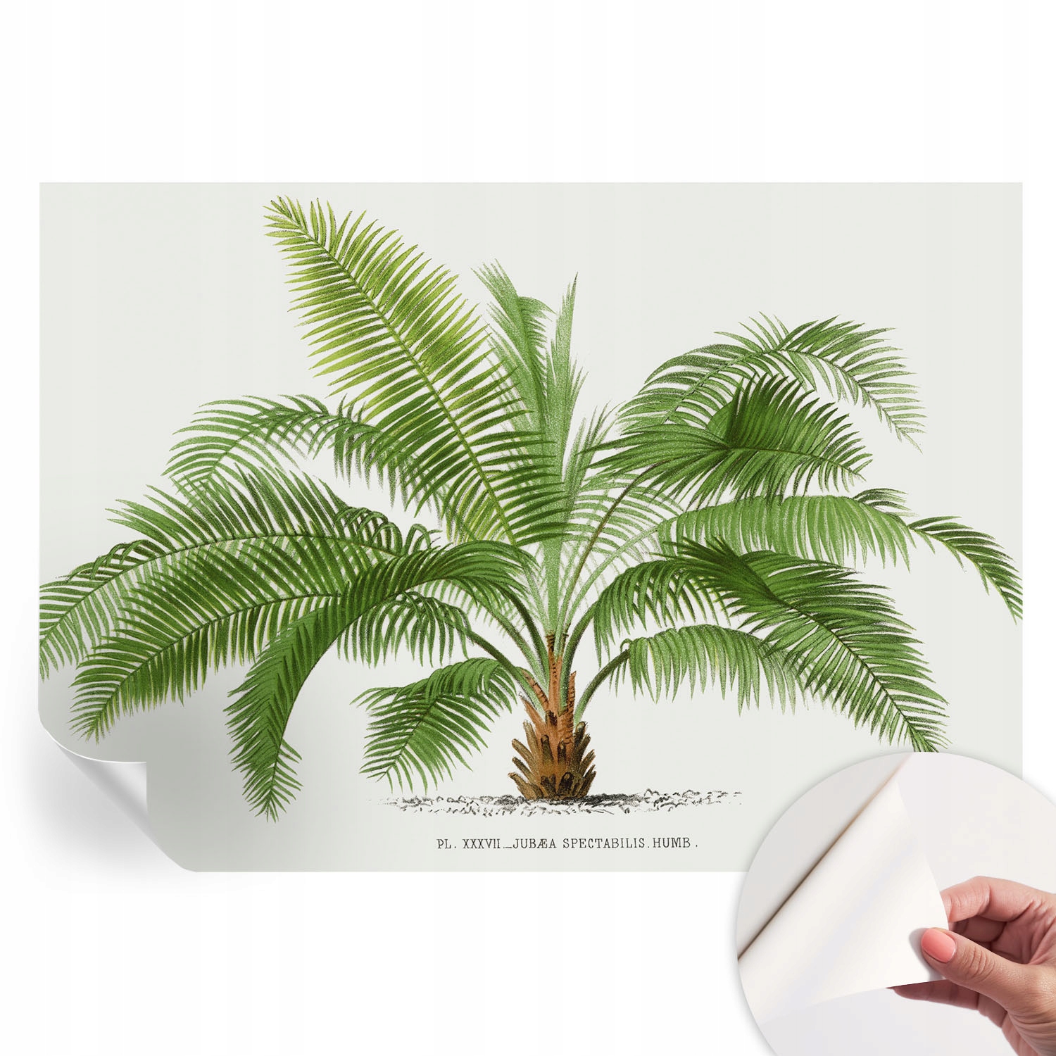 Samolepiaca fototapeta na stenu do spálne Lesklá palma 208x146 cm