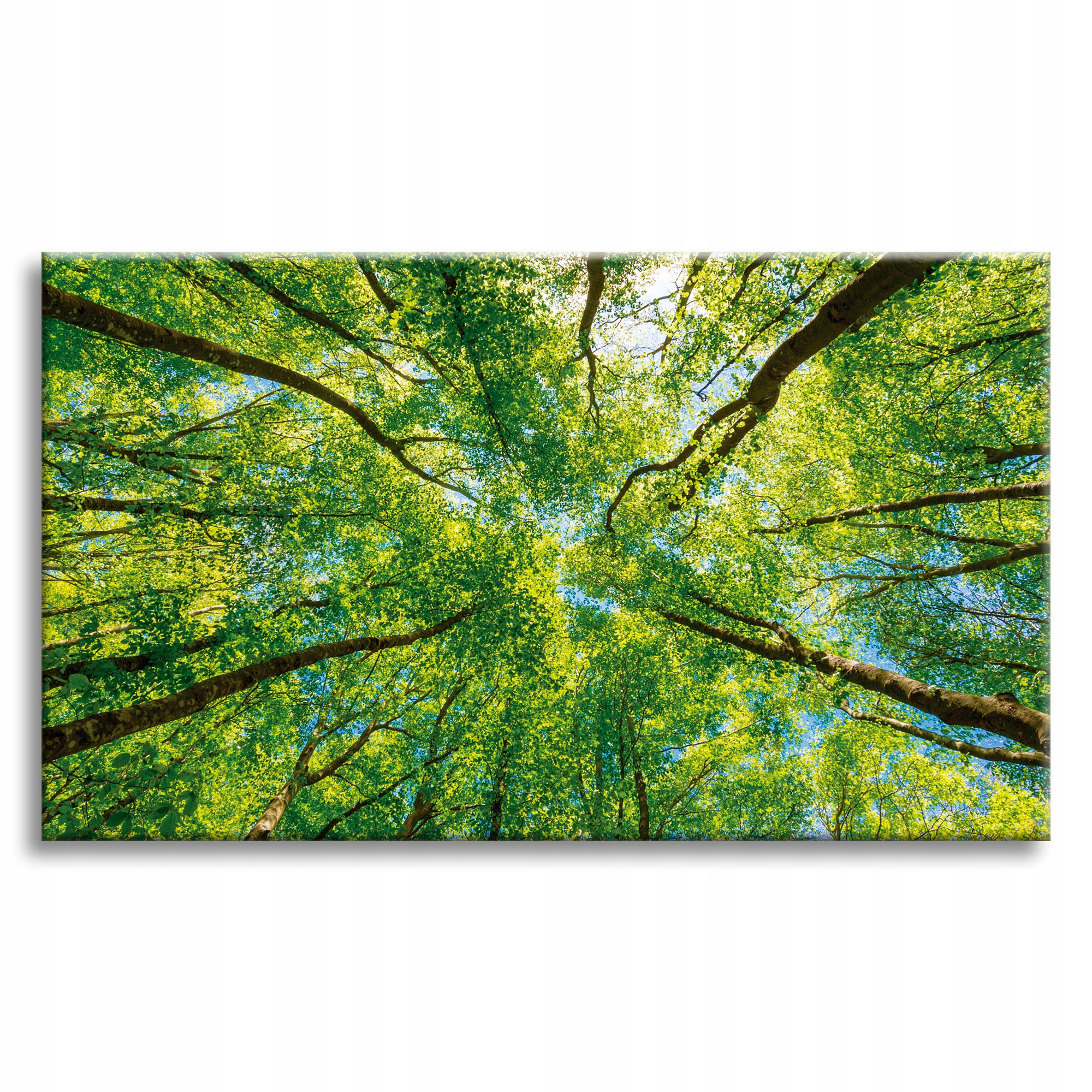 Obraz na plátně Stromy Listy Příroda Les Jaro 90x60 cm