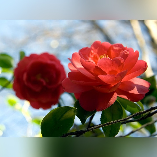 OLEJEK KAMELIOWY TSUBAKI DO WŁOSÓW, CIAŁA poj.72ml Rodzaj Inny