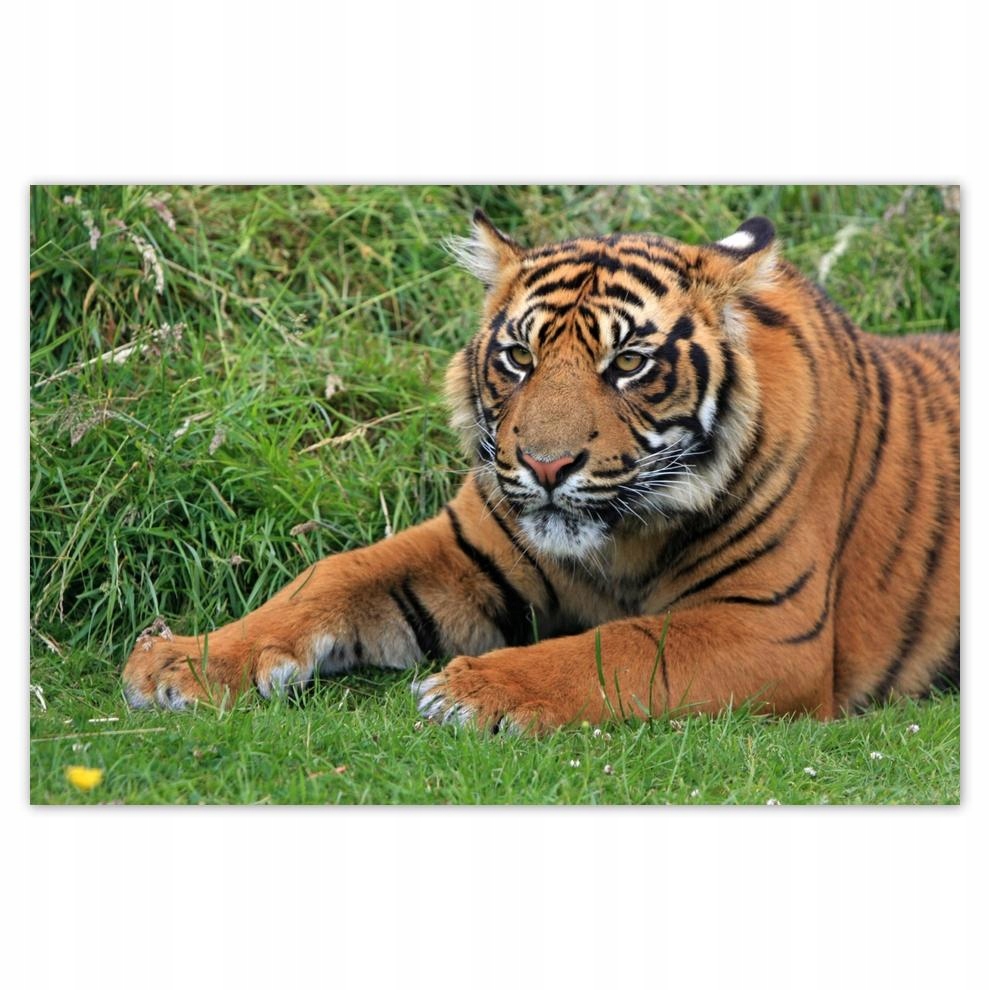 

Plakat 93x62 Tygrys