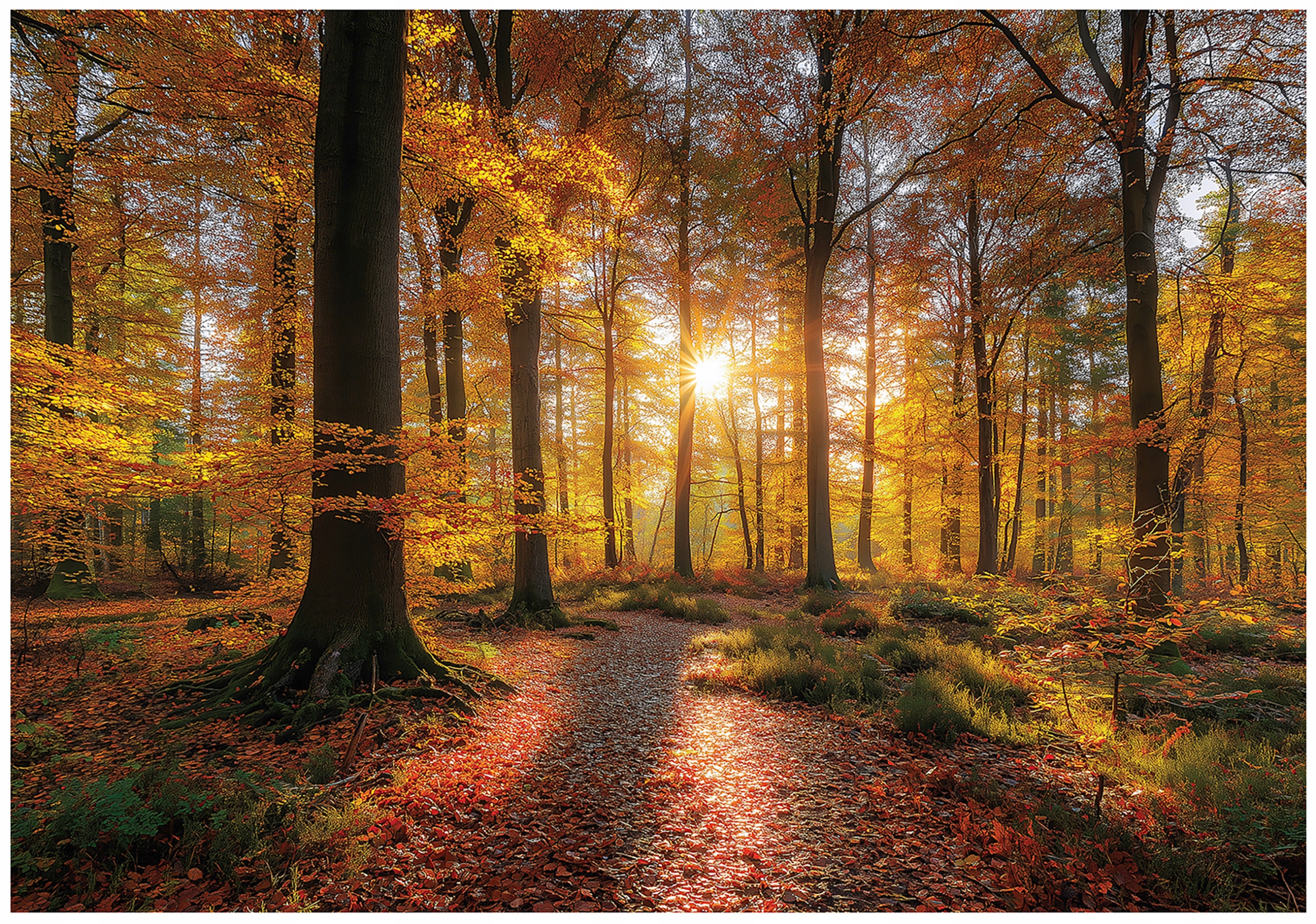 Fototapeta Les Stromy Příroda Sluneční Paprsky Oranžový Podzim 150x105