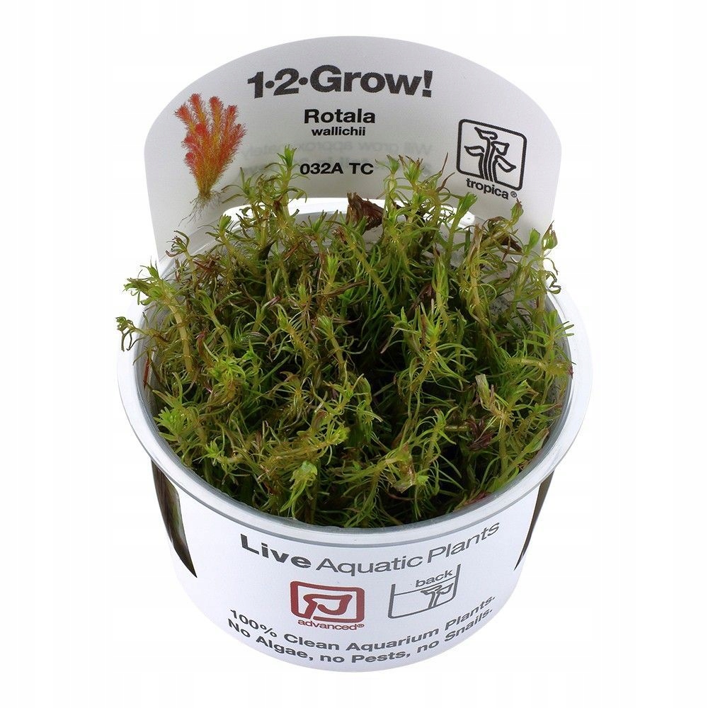 Rotala wallichii 1-2 Grow Tropica