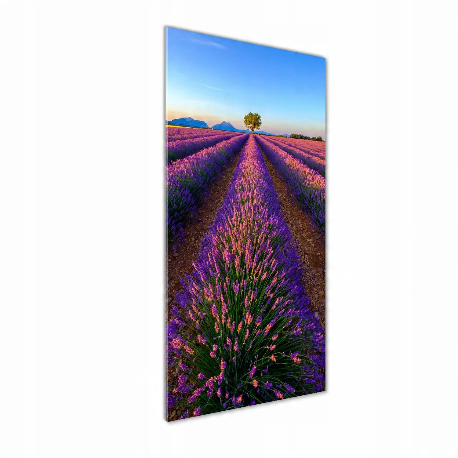 

Nowoczesny fotoobraz akrylowy Pole lawendy 50x125