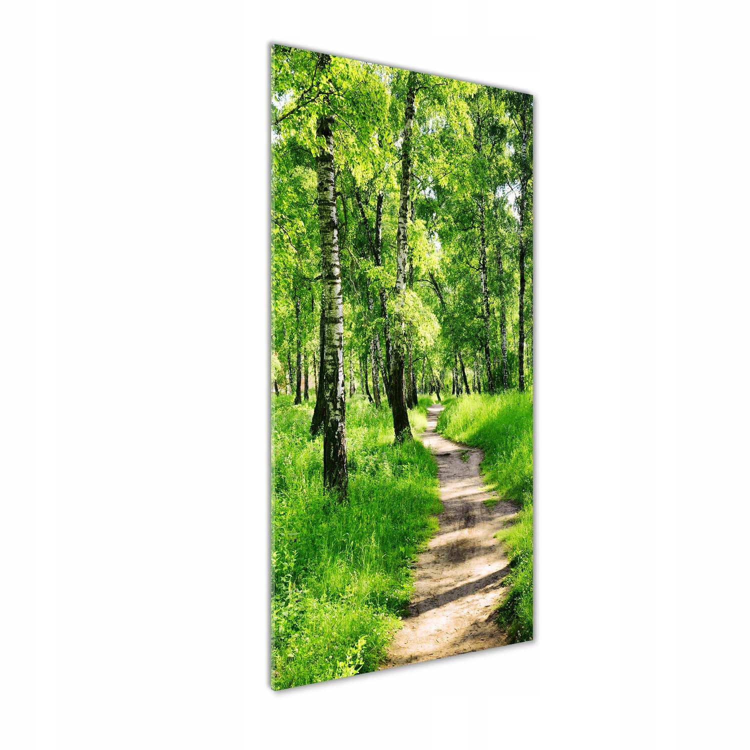 

Nowoczesny fotoobraz akrylowy Las brzozowy 50x125
