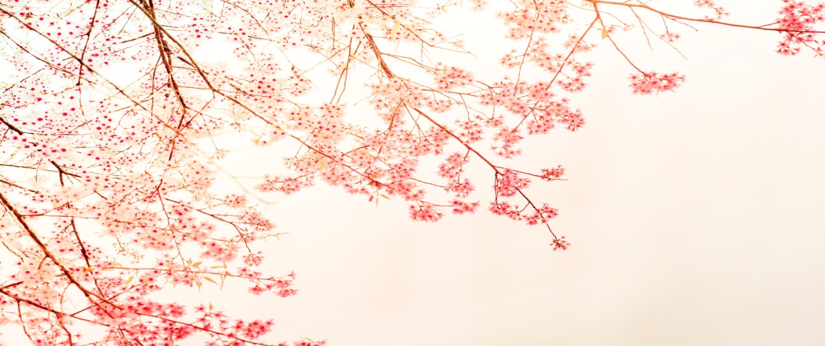 

Tapeta flizelinowa Gałąź Czerwony 250x104