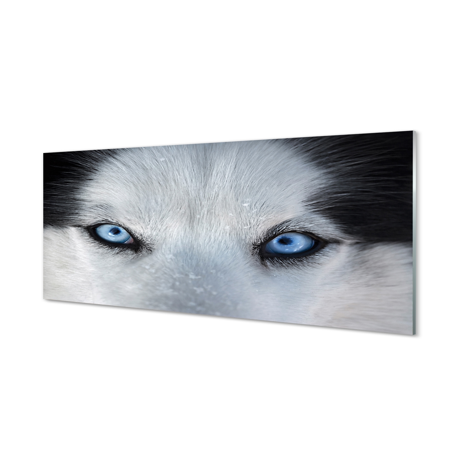 Foto grafika na akrylovém skle Vlk oči 125x50