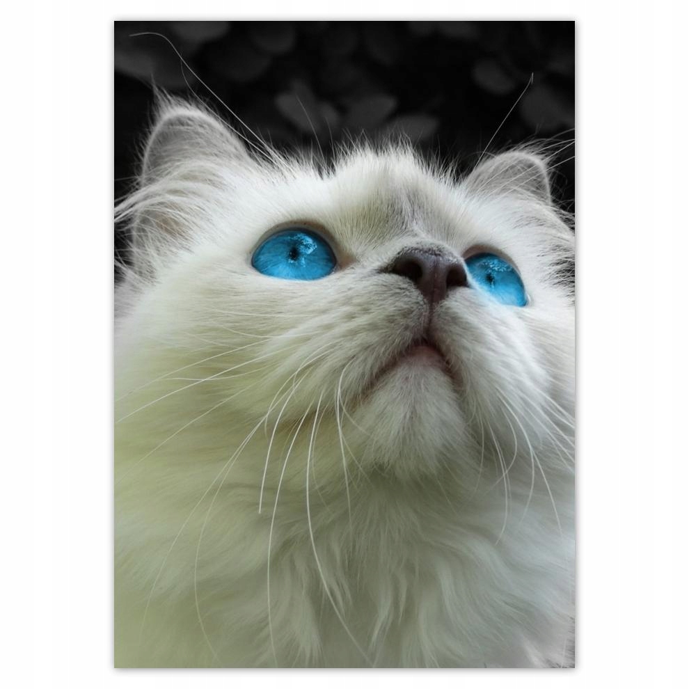 

Naklejki 50x70 Kocie spojrzenie