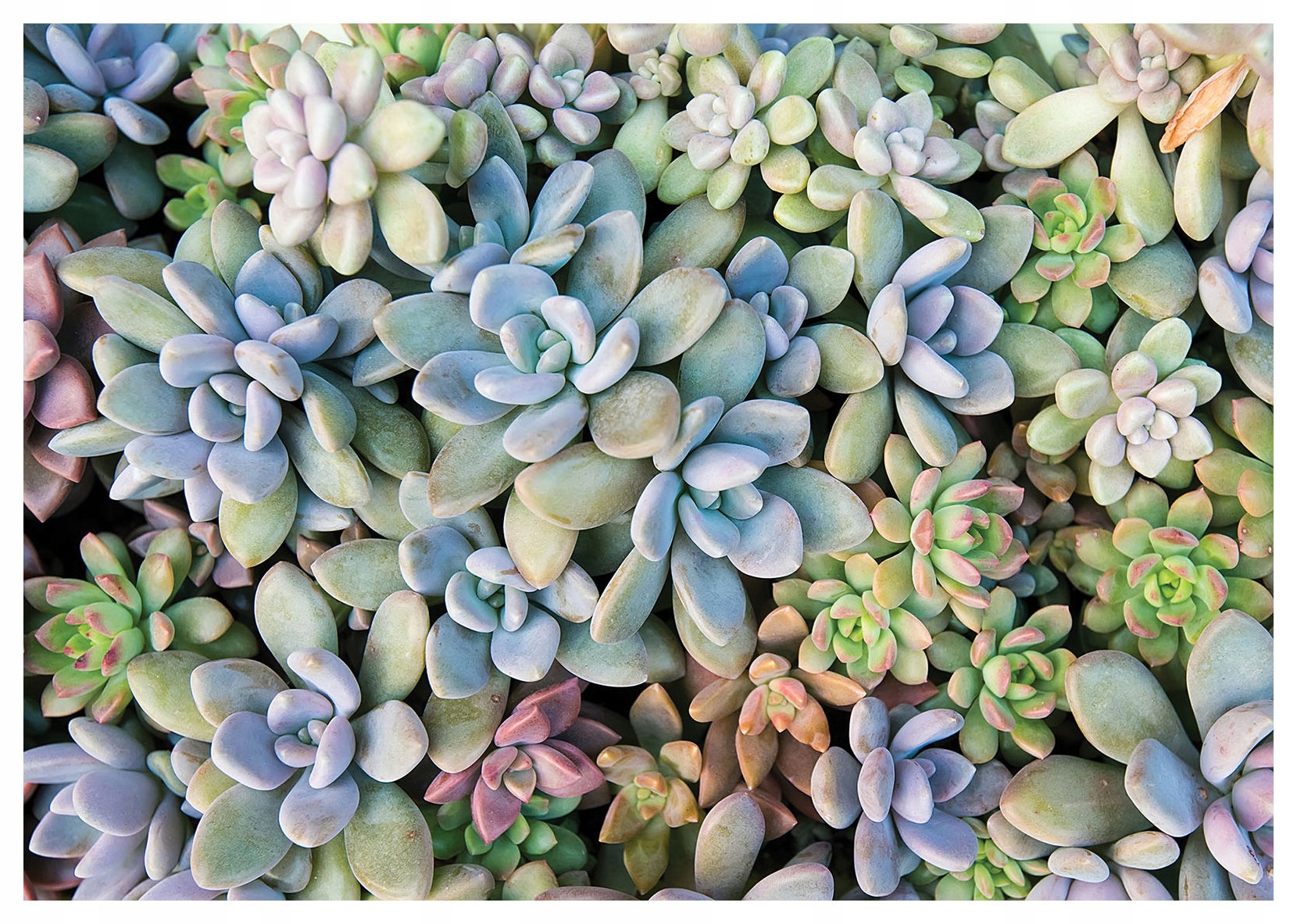 Fototapeta Sukulenty minimalizmus boho eko štýl 368x254 do spálne lepidlo