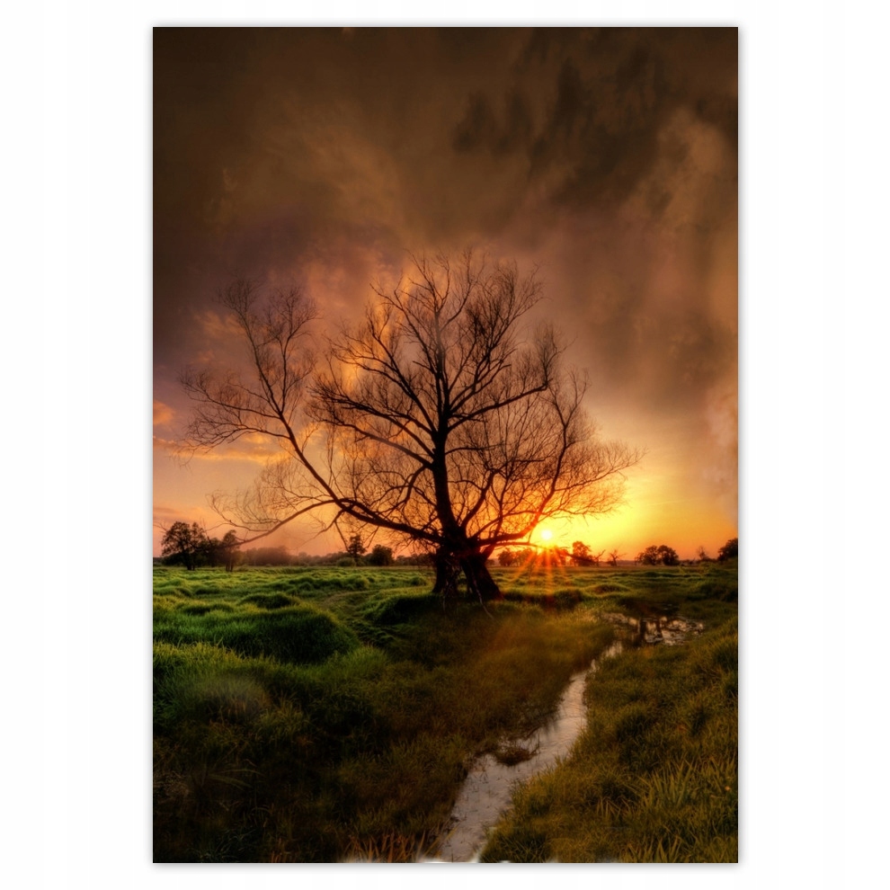 

Naklejki 70x100 Dąb w Rogalinie Zachód