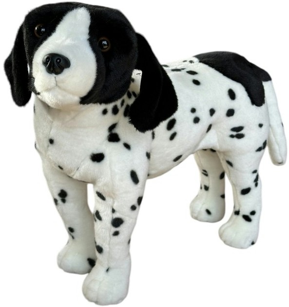 Pies angielski pointer 45cm Dubi