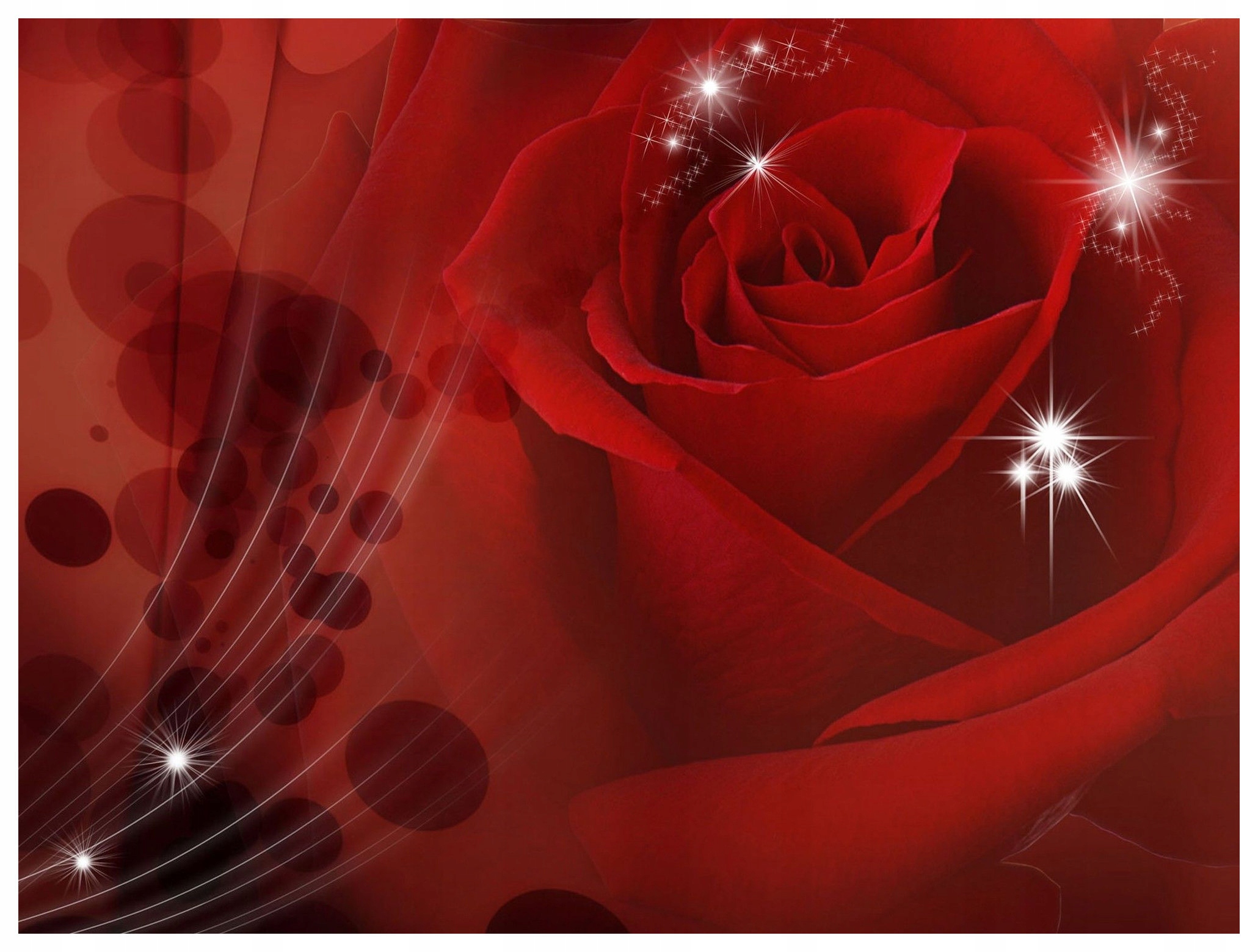 Fototapeta Červená růže Elegance a láska v přiblížení 200x140 lepidlo