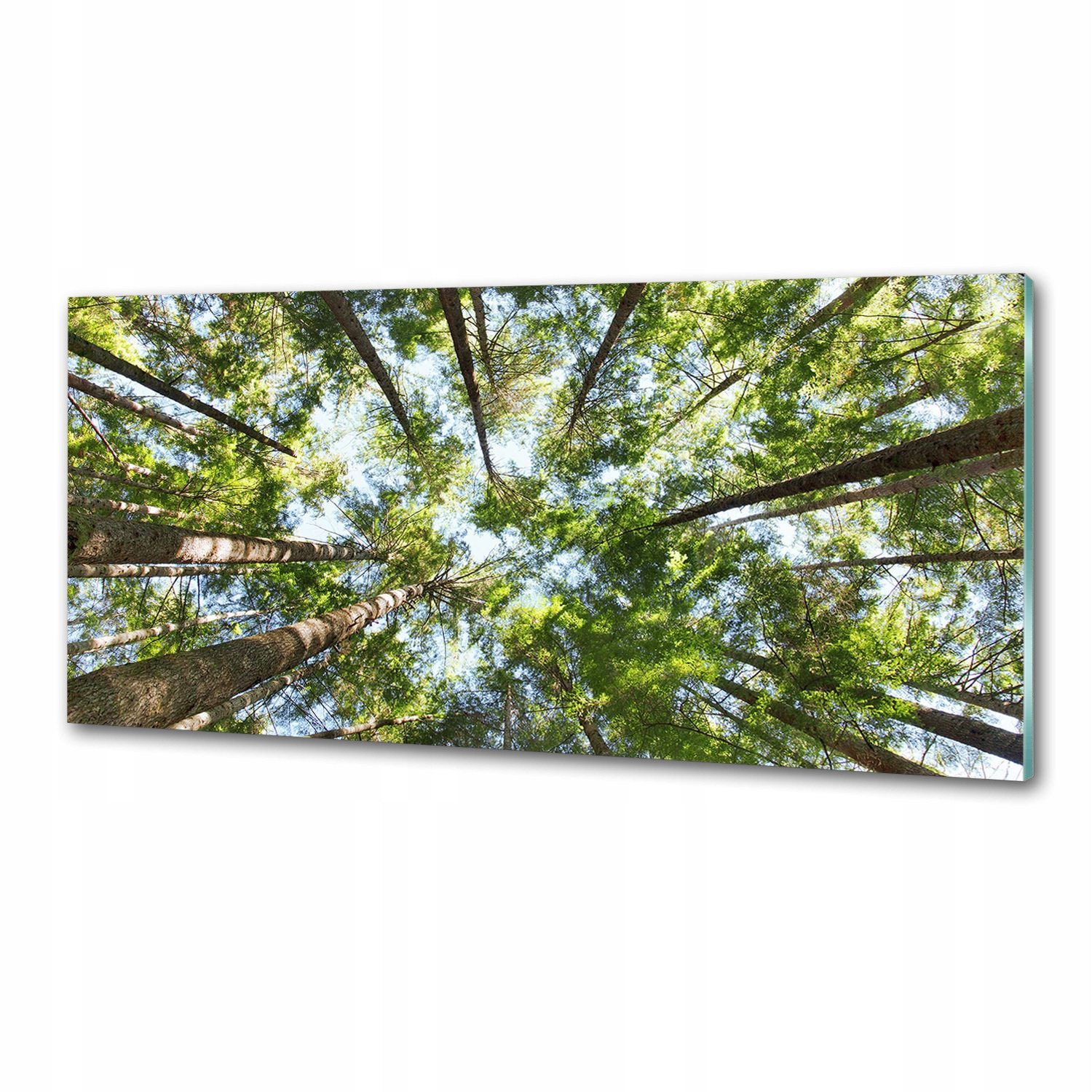 Dekoračný panel sklo Koruna stromov 125x50 cm Lepidlo