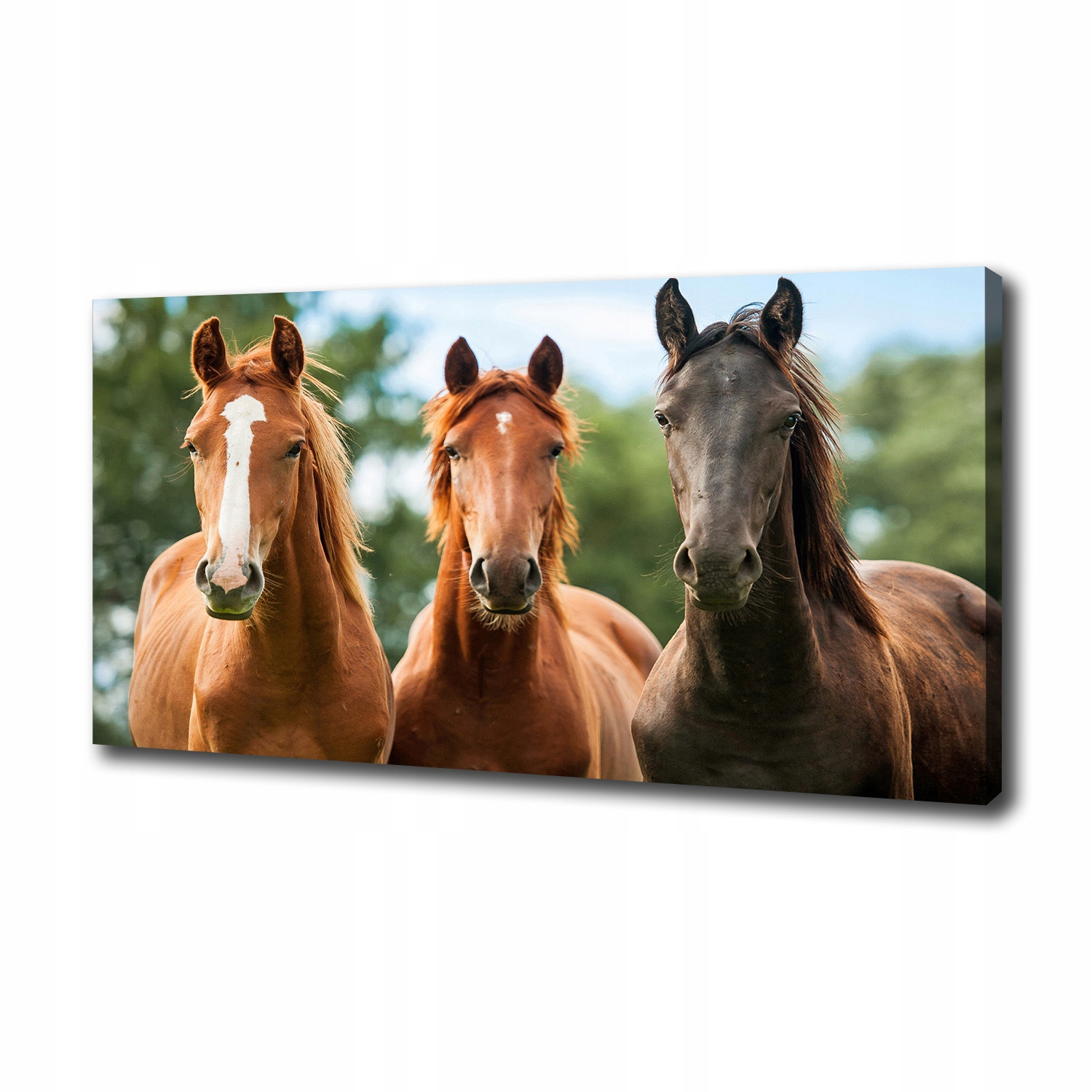 

Foto obraz canvas na ścianę Trzy konie 100x50 cm