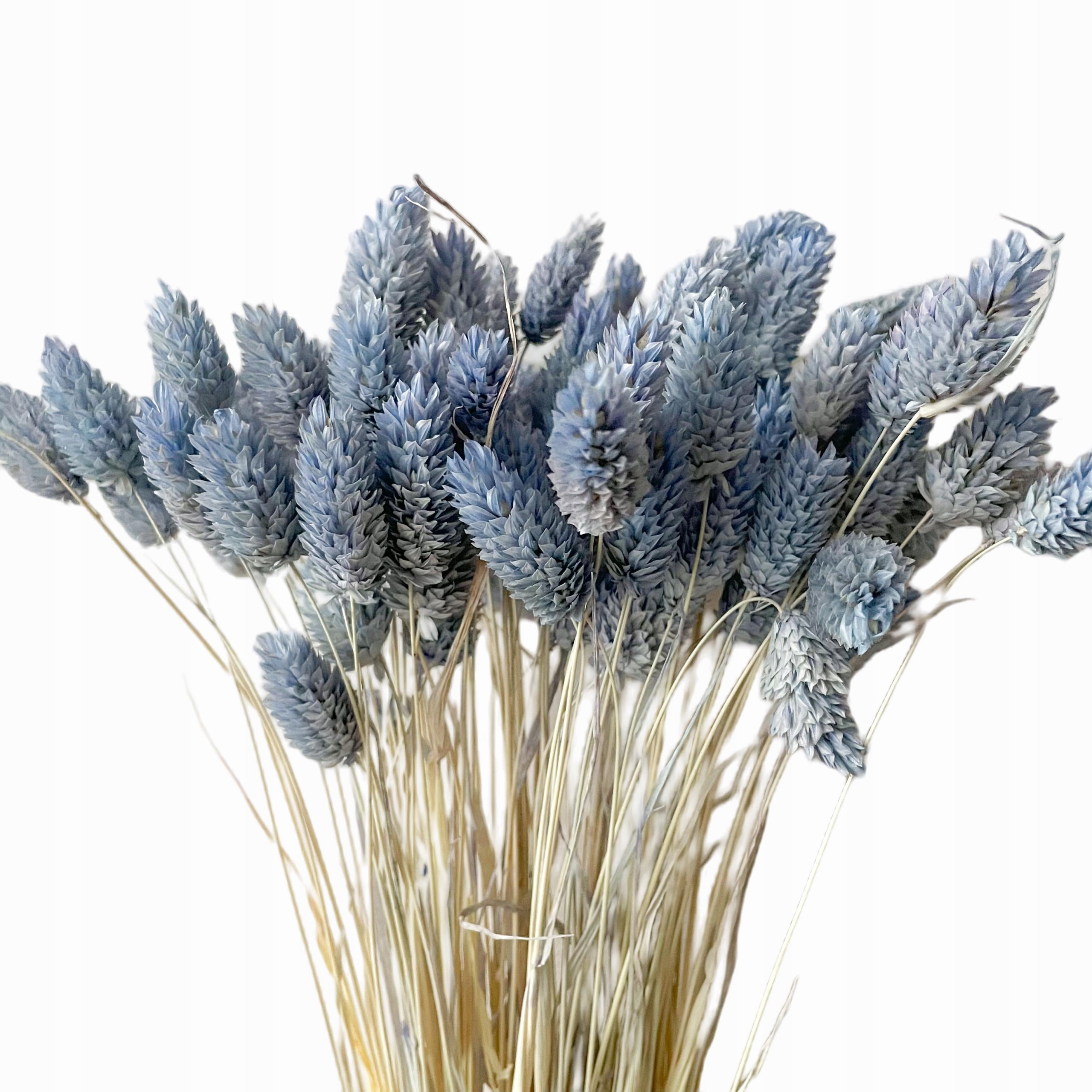 

Phalaris suszony niebieski, kanar, wianki 80g