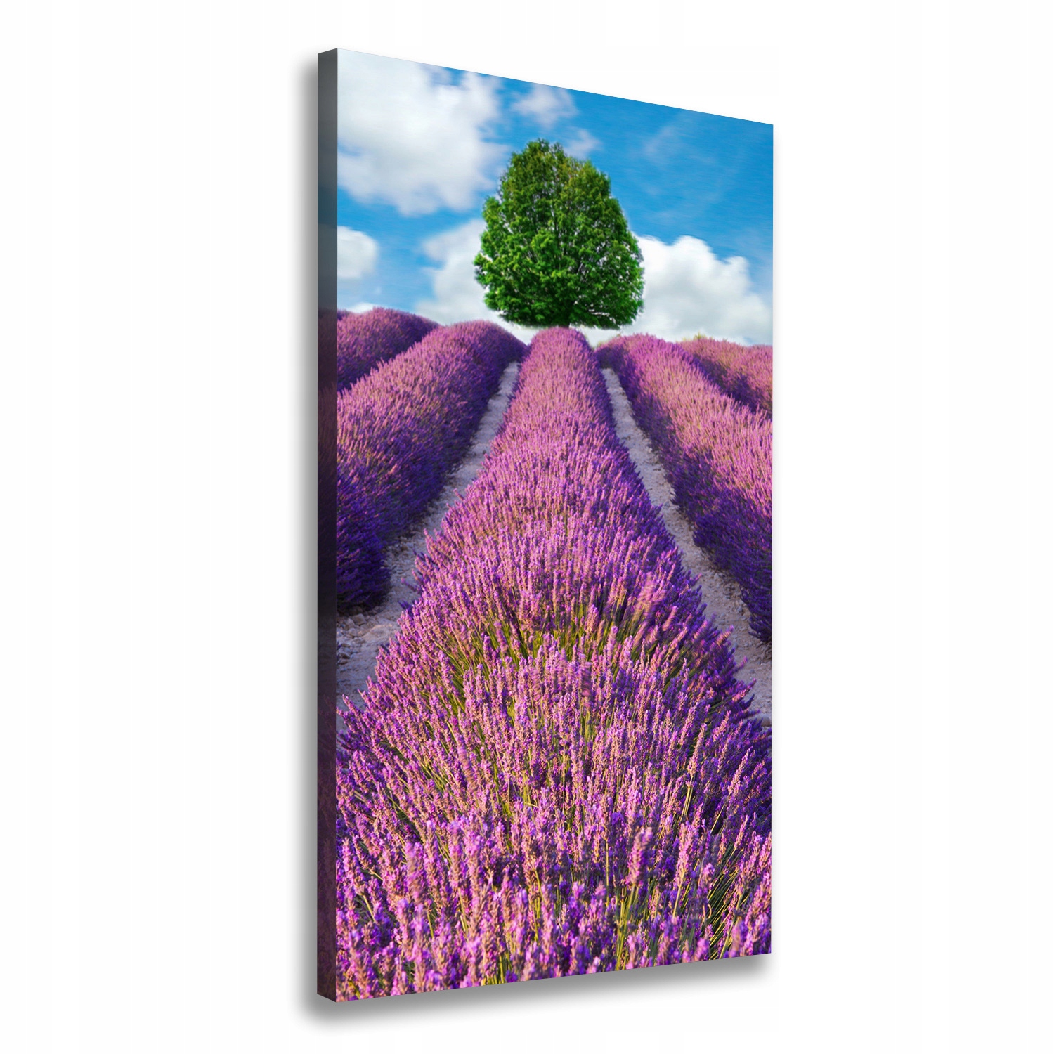 

Foto obraz canvas do salonu Pole lawendy 70x140