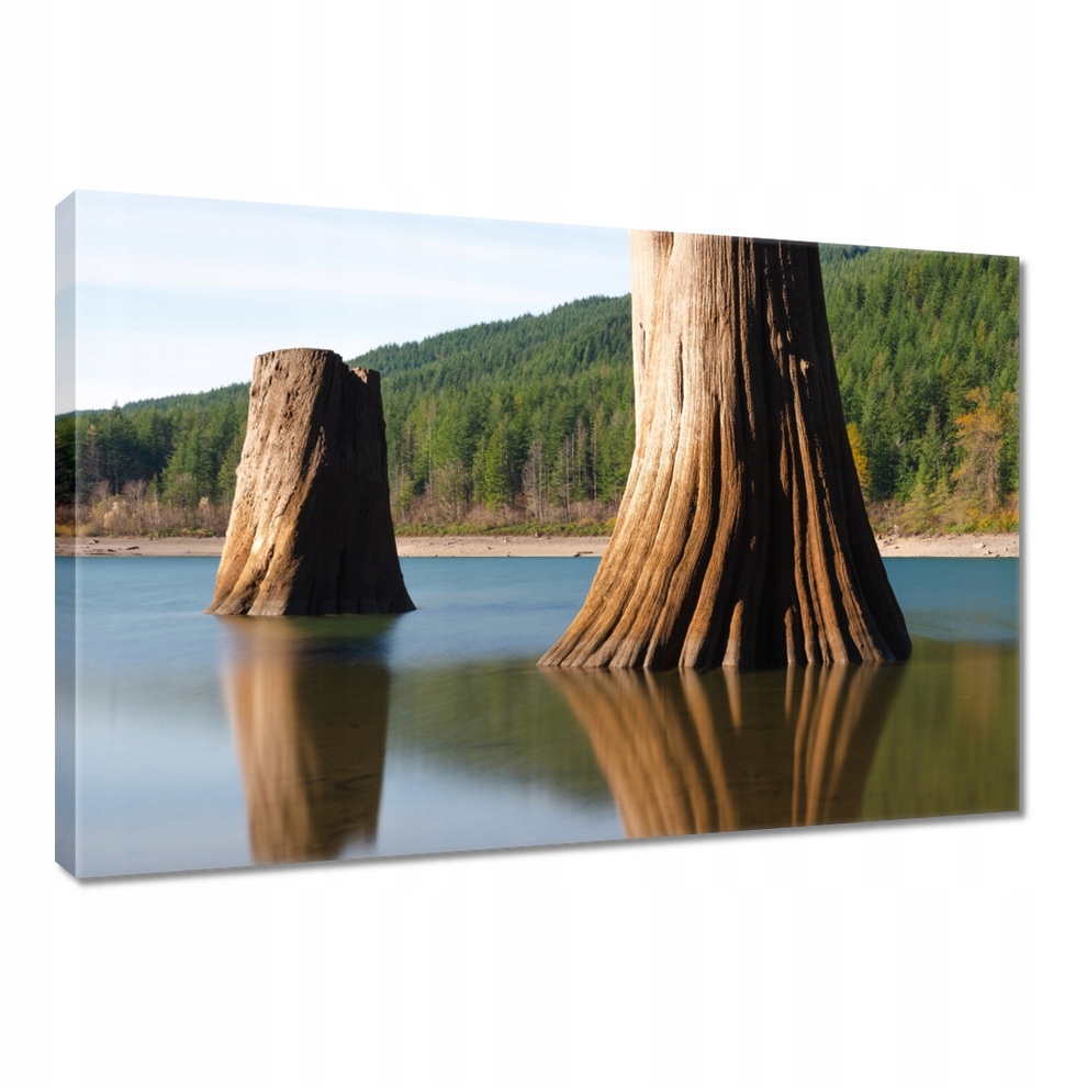 

Obraz 90x60 Pnie w rzece Góry