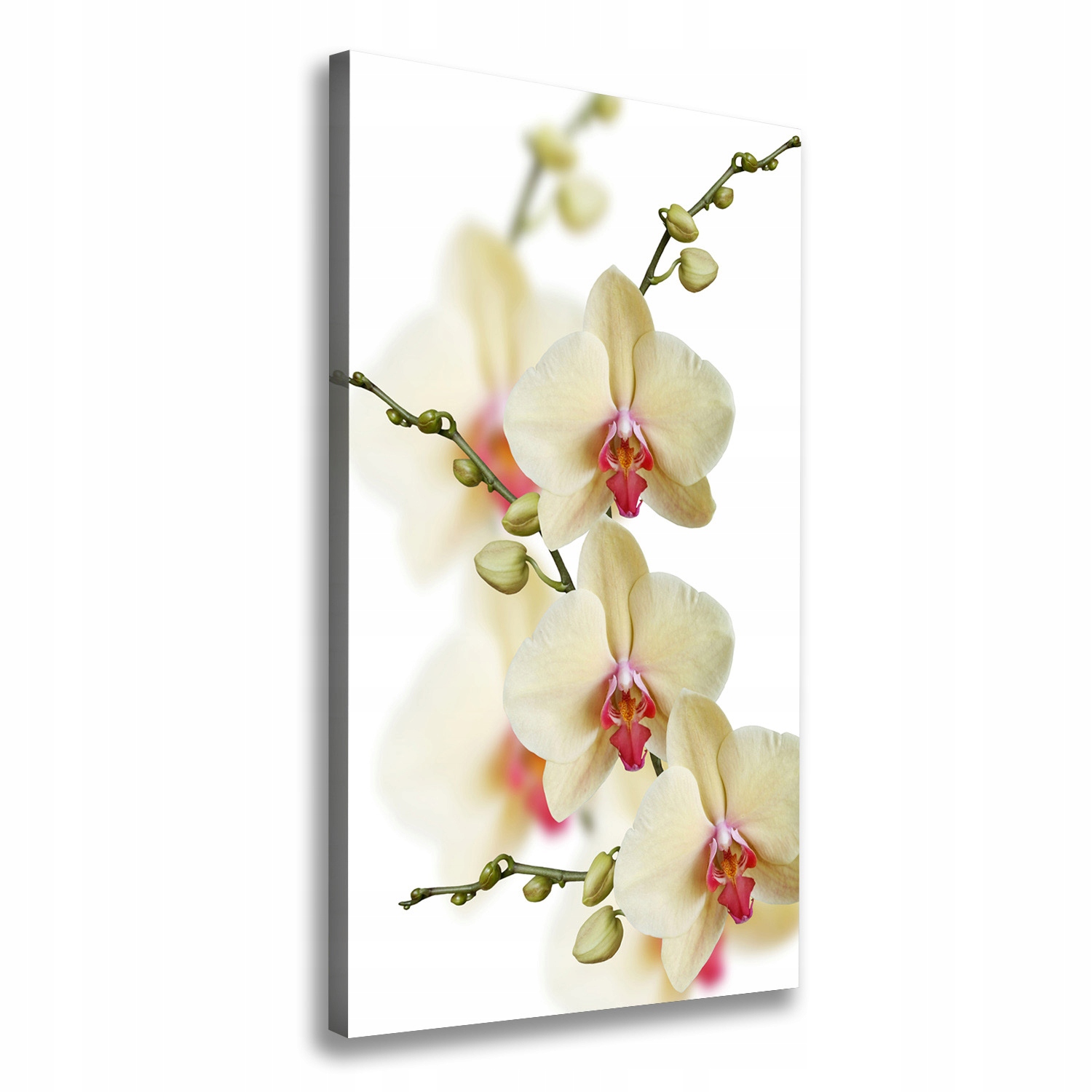 

Foto obraz na płótnie do salonu Orchidea 50x100 cm