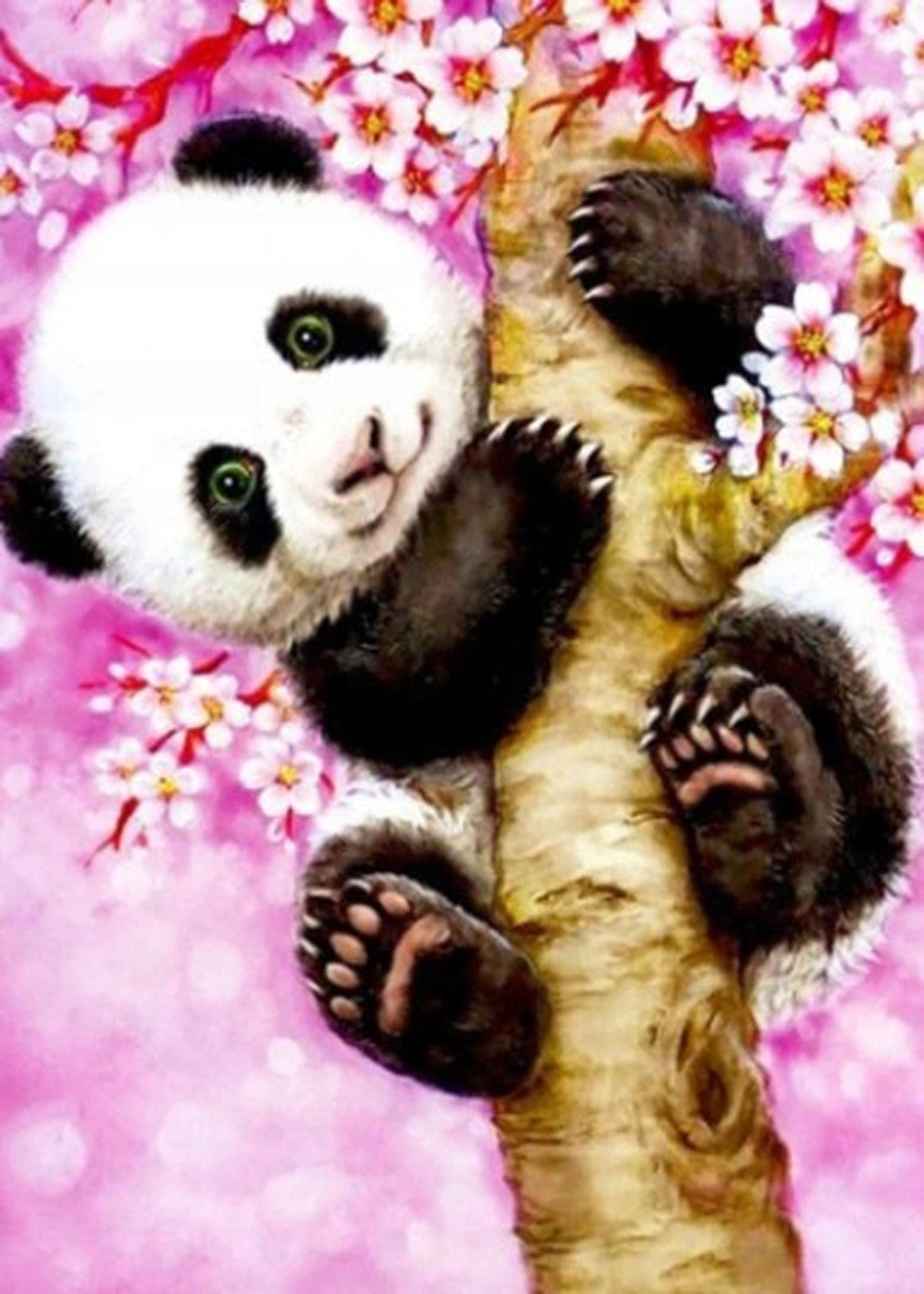 Malowanie Po Numerach Panda Obraz Z Ramą 40x50