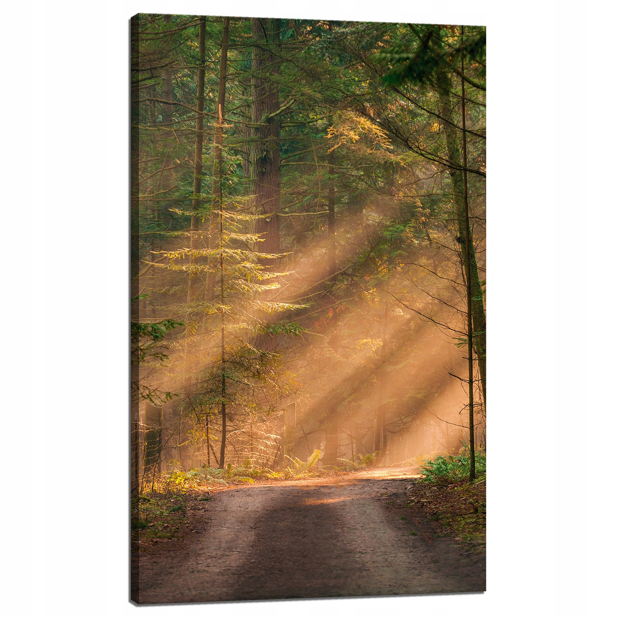 Obraz na plátně Stezka v lese Stromy Příroda 60x100 cm