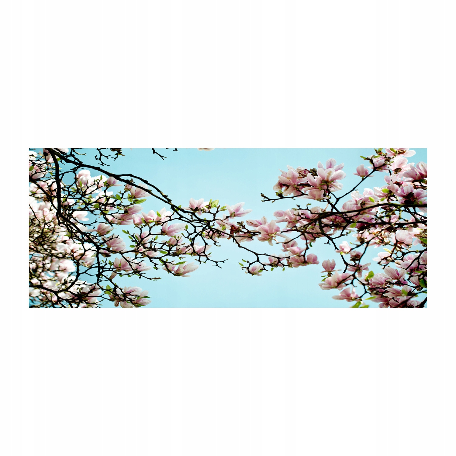 

Foto obraz akryl zdjęcie Kwiaty magnolii 125x50 cm
