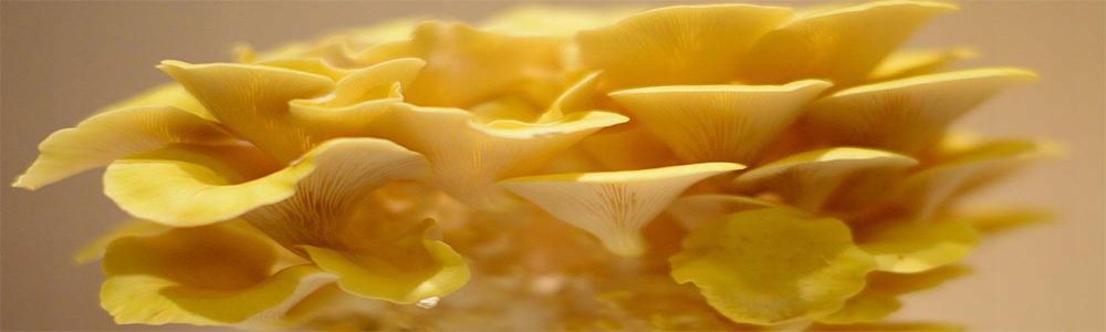 Hlíva CITRONOVÁ – hotový substrát Značka Planto