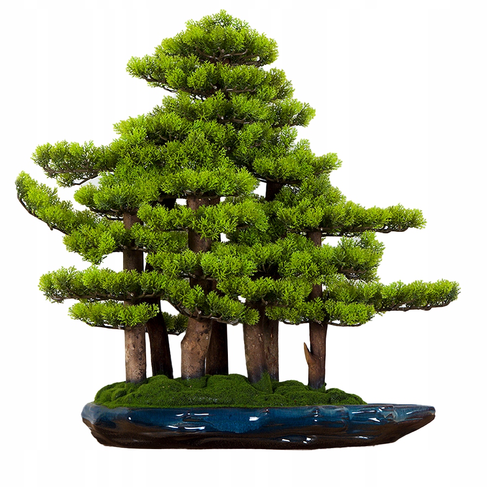Pokojová dekorativní bonsai borovicový les (PN-74)