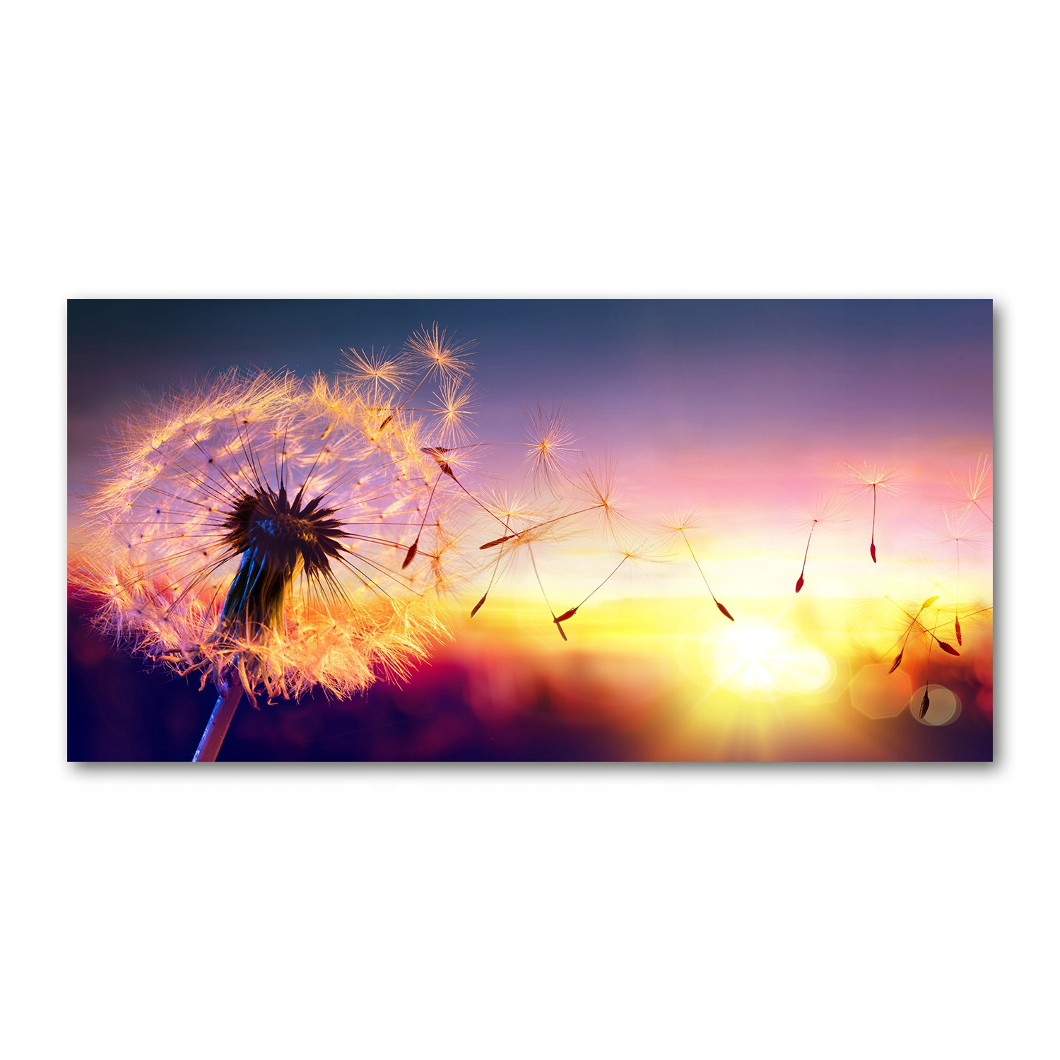 

Foto obraz akryl nowoczesny Dmuchawiec 120X60 cm
