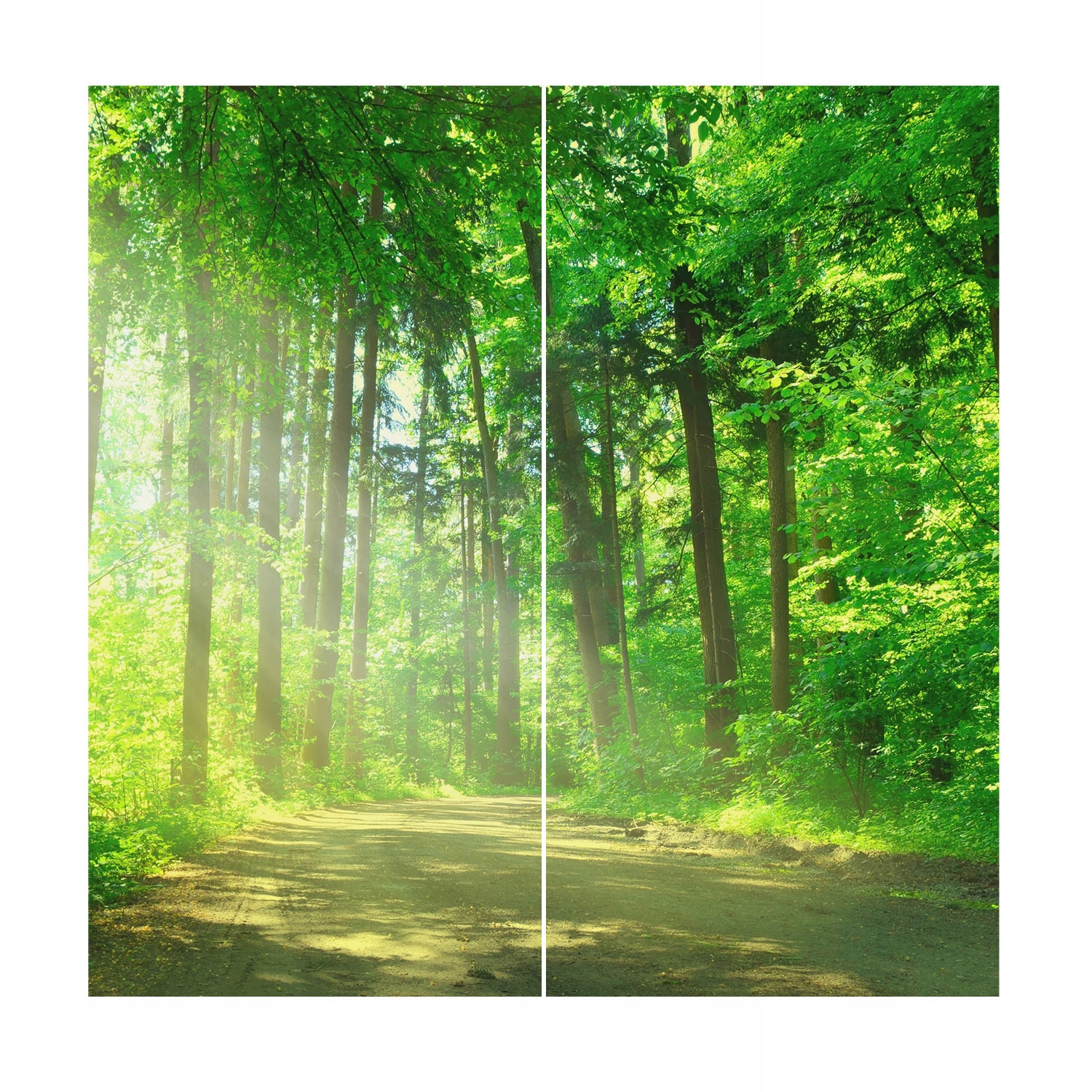 Fototapeta Flizelina do kancelárie obývacej izby a spálne Lesná cesta 250x250 cm