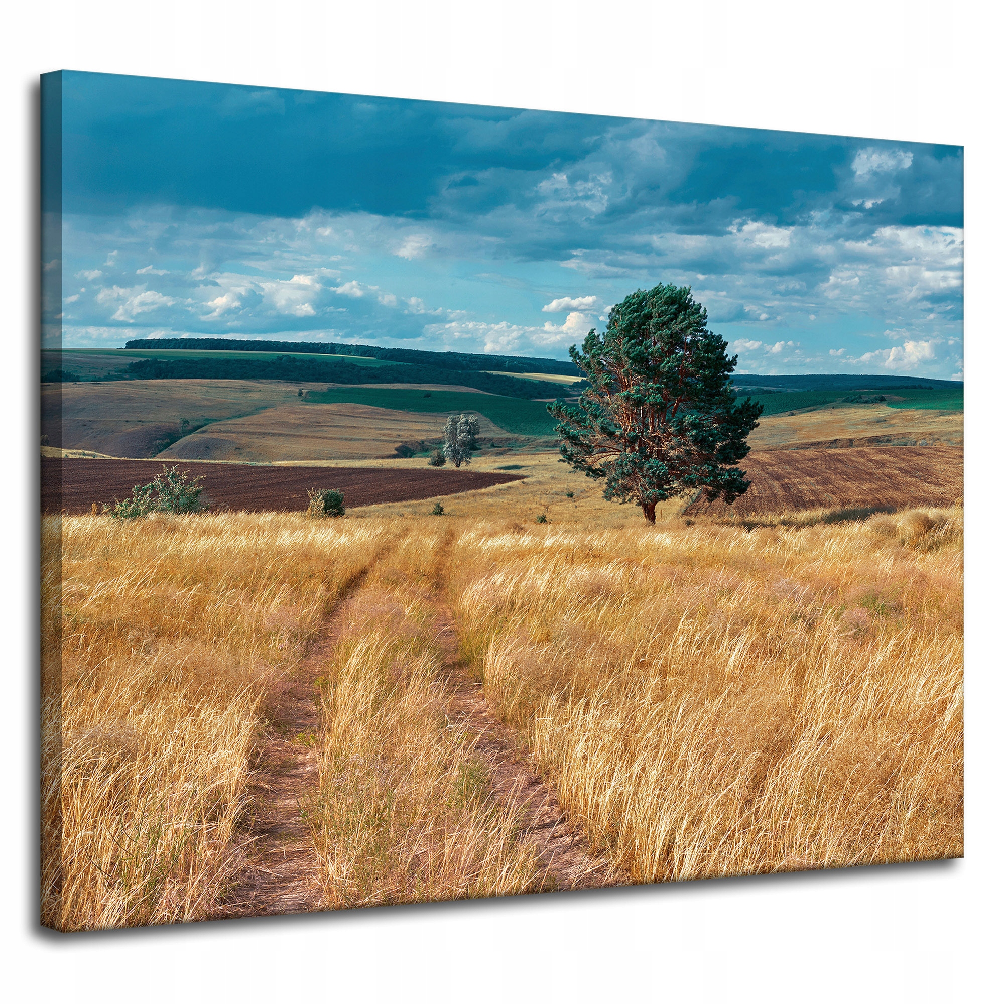 Obraz na plátně Pole Obilí Příroda Mraky Krajina 100x80 cm