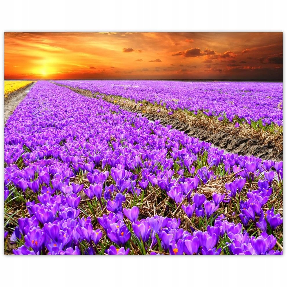 

Plakat 50x40 Morze krokusów