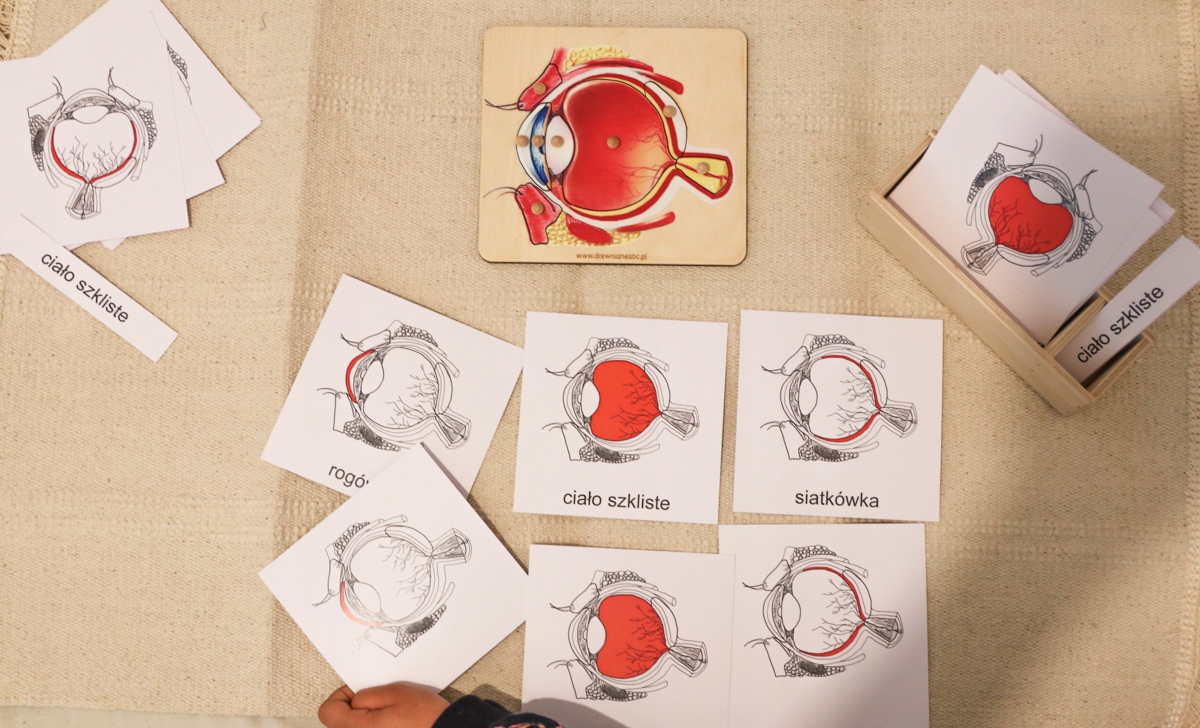 

karty trójdzielne - budowa Oka Montessori Oko