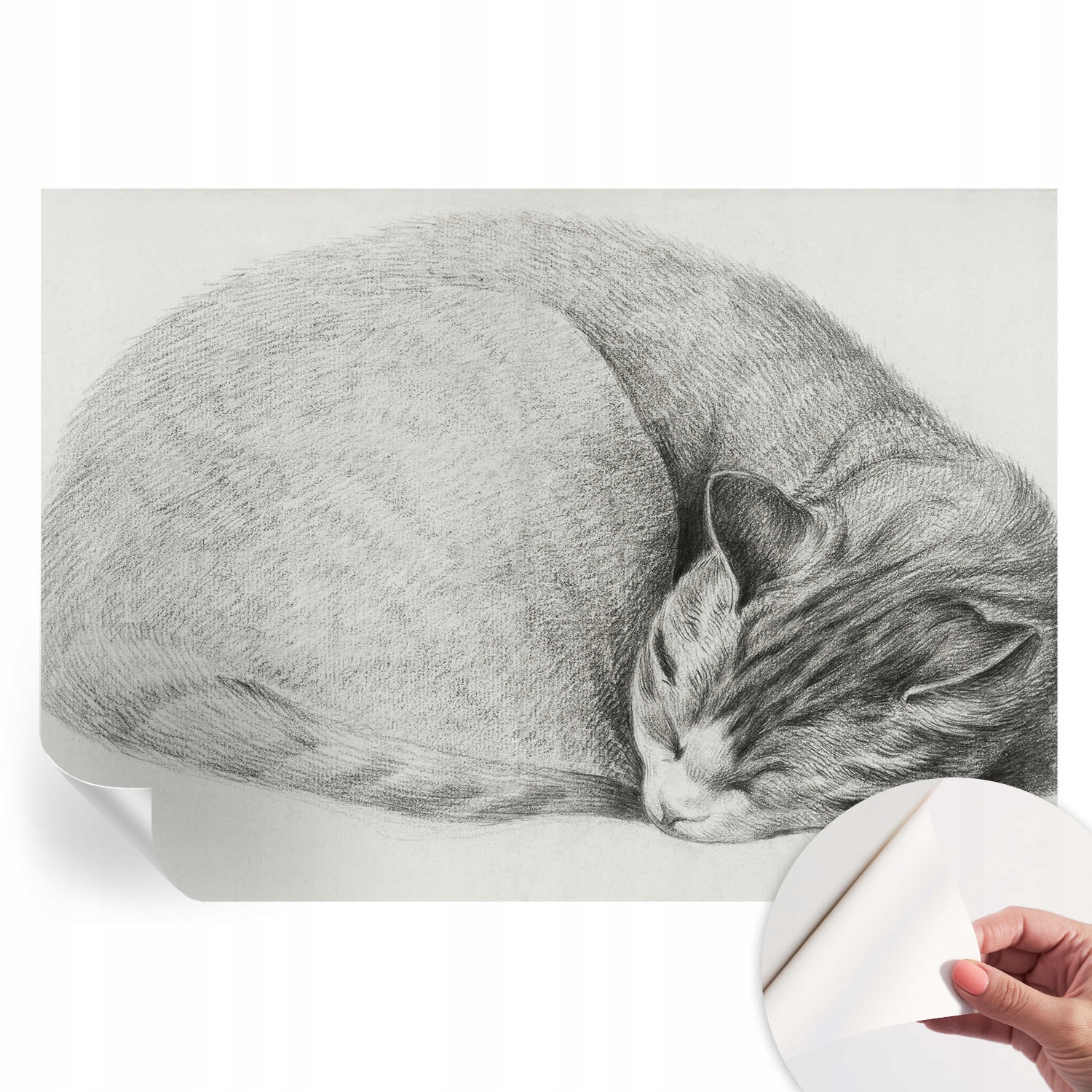 Dizajnová fototapeta na stenu Samolepiaca Zrolovaná mačka 208 x 146 cm