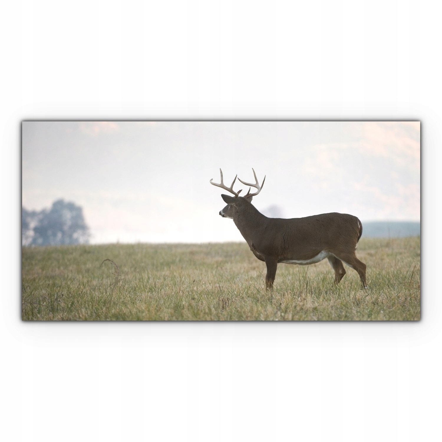 

Obraz Canvas dekoracja 140x70 Jeleń Zwierzę Natura