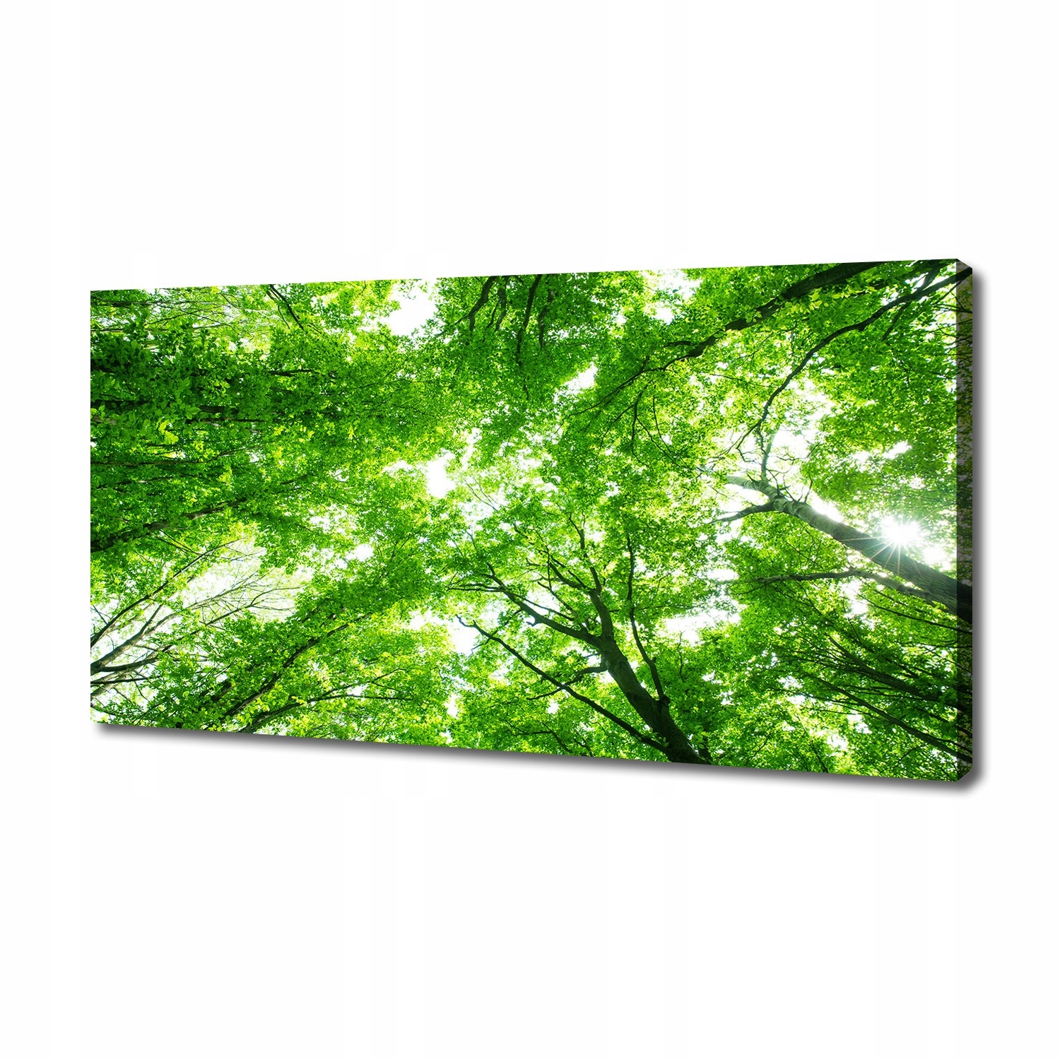 

Foto obraz canvas na ścianę Zielony las 140x70 cm