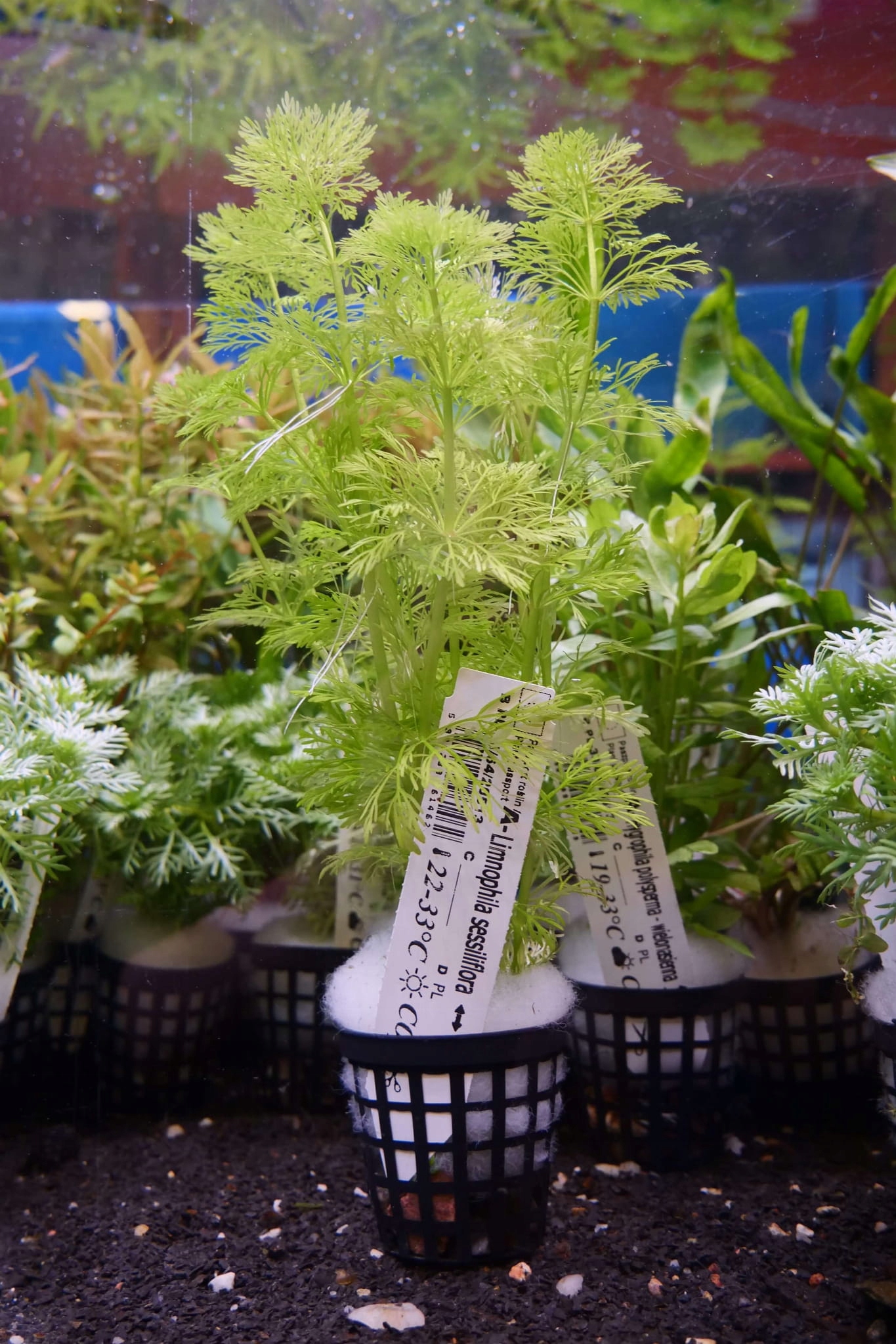 Limnophila sessiliflora - duża