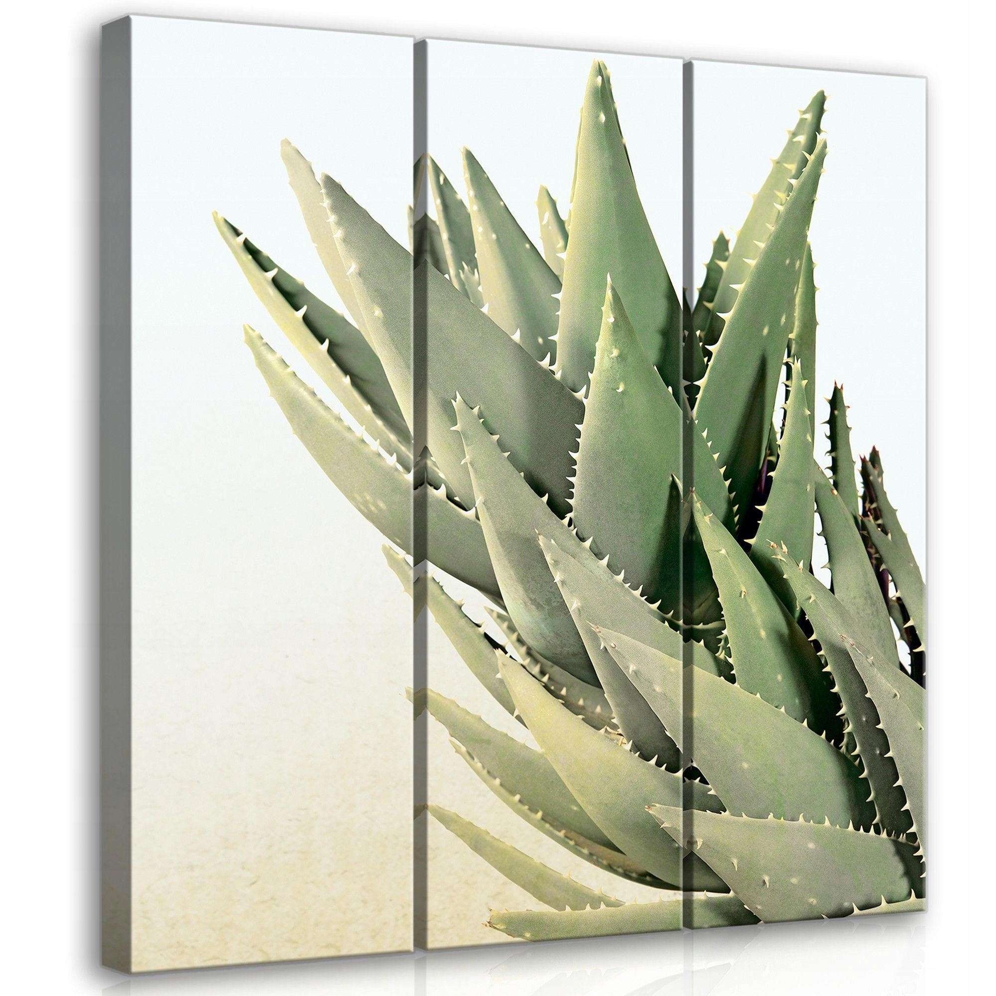 Obraz 90x100 Aloe sukulent rostlina příroda zeleň listy dekor minimalismus