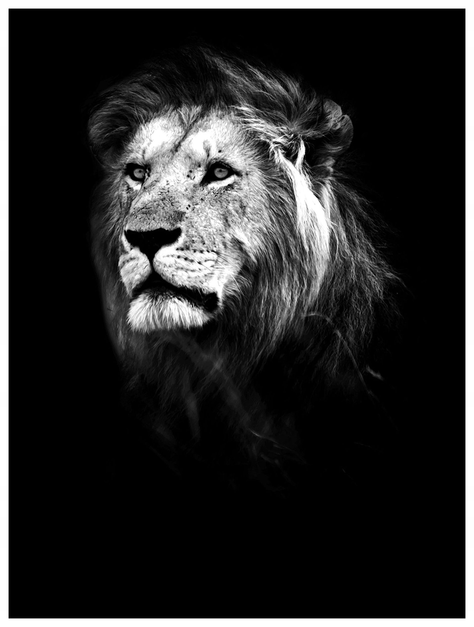 Fototapeta Lev Černobílá elegance síla a majestátnost 184x254 vinyl lepidlo