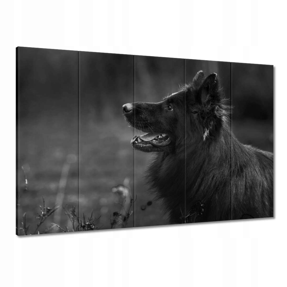 Obrazy 100x70 Německý ovčák