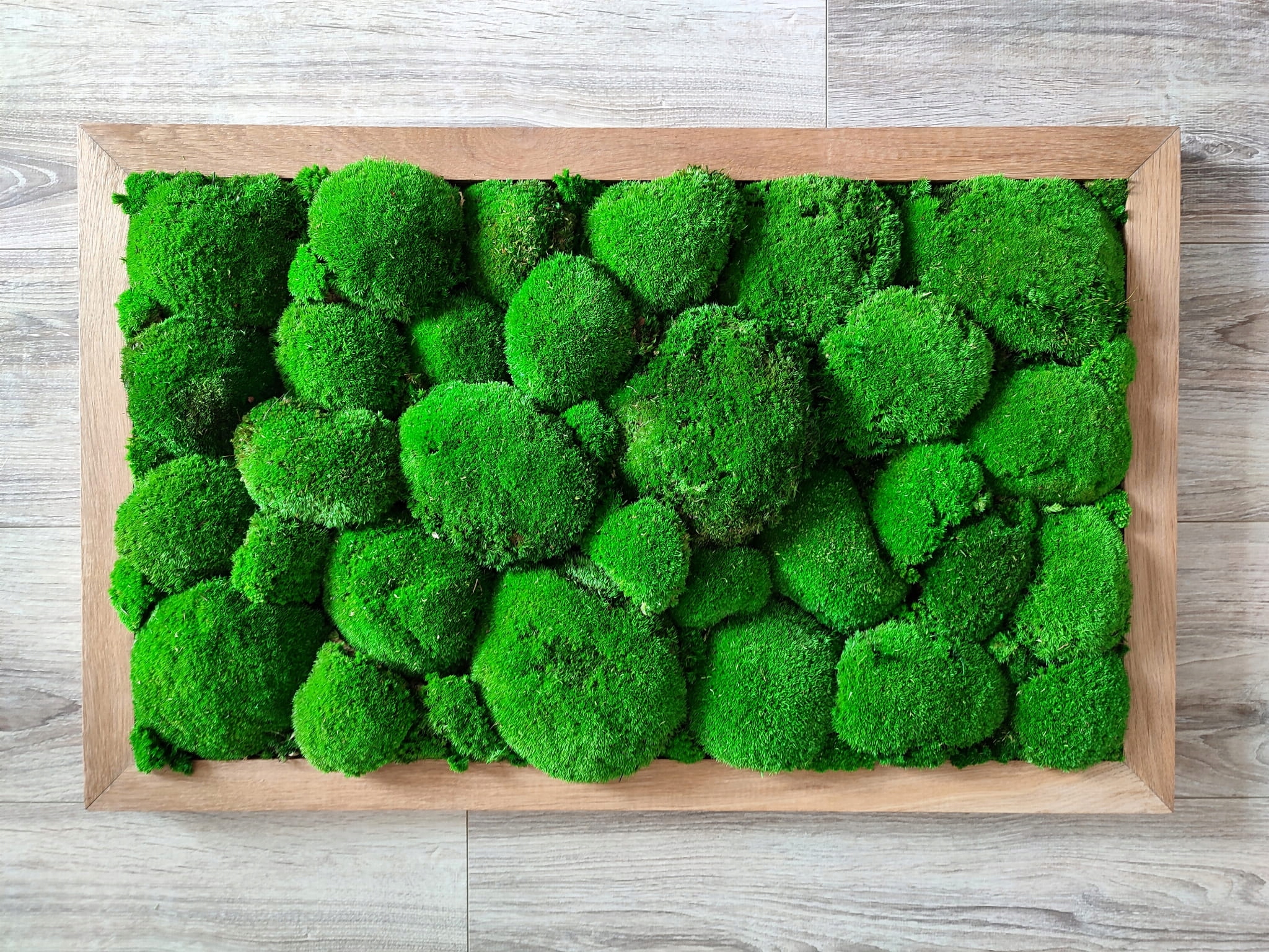 Obraz w dębowej ramie z mchu poduszkowego, 80x50 Marka inna