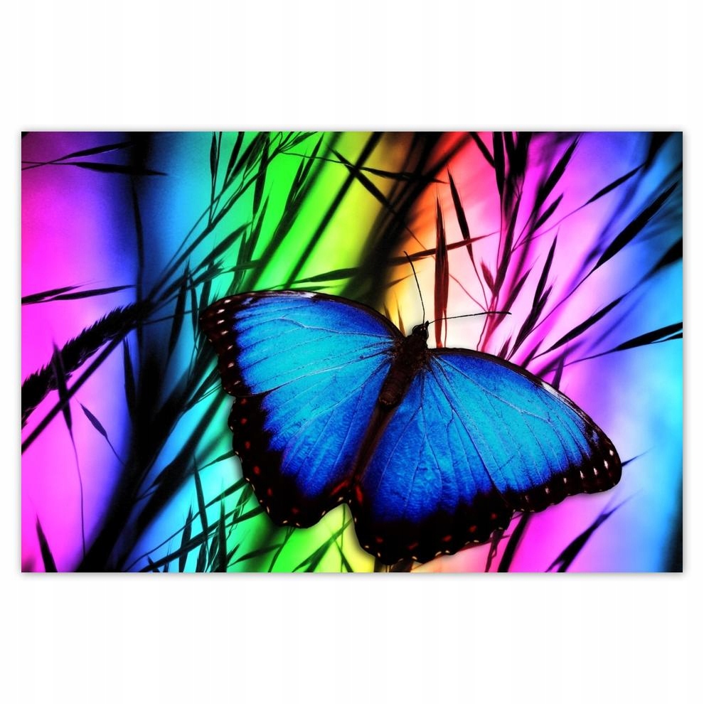 

Plakaty 60x40 Niebieski motylek