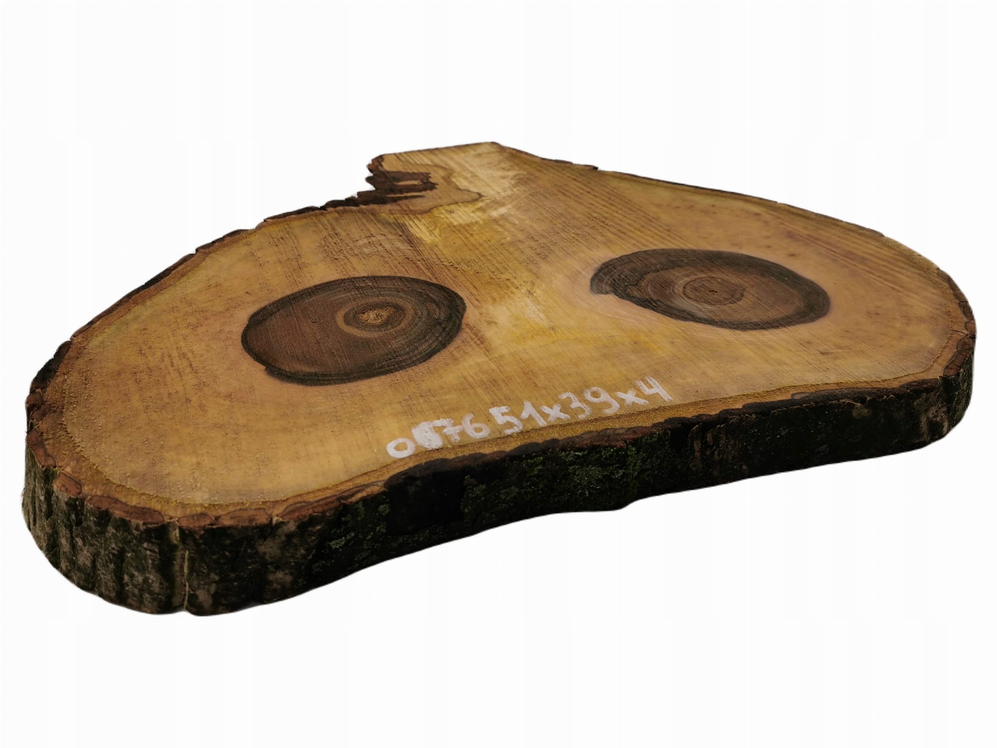 Plaster Orzecha Włoskiego 51x39 Duży Wybór Żywica Długość 57 cm