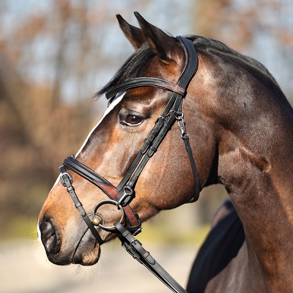 Ogłowie Kavalkade skóra olejowana EveryDay black/brown Full