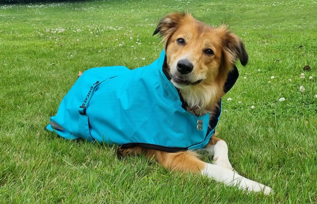 Derka pro psa 50 g Freedom Bucas sweet blue 35 cm