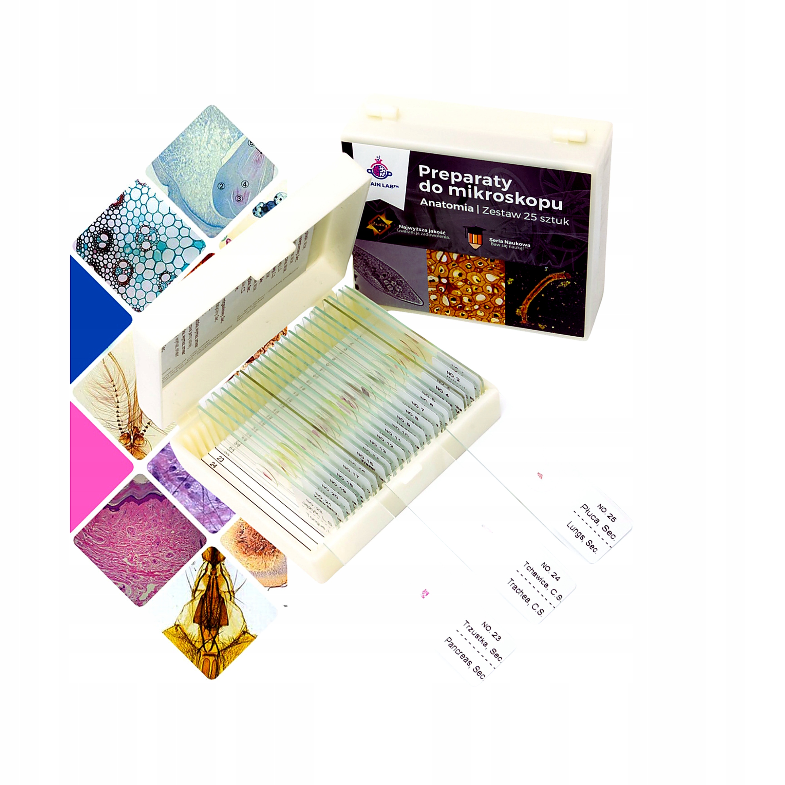 Preparaty do mikroskopu Anatomia 25szt Próbki Szkiełka Brain Lab