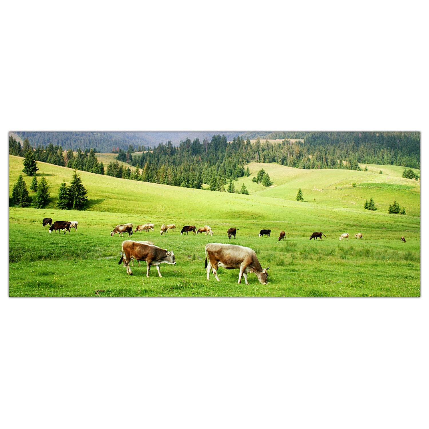 

Obraz na szkle Foto Pole Krowy Zwierzęta 125x50