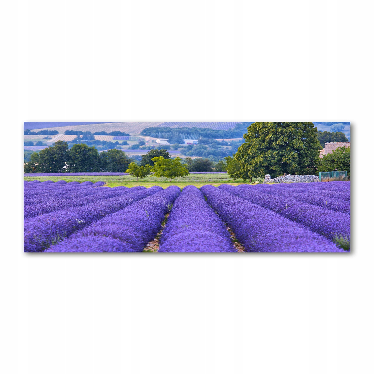 

Foto obraz akryl zdjęcie Pole lawendy 125x50 cm