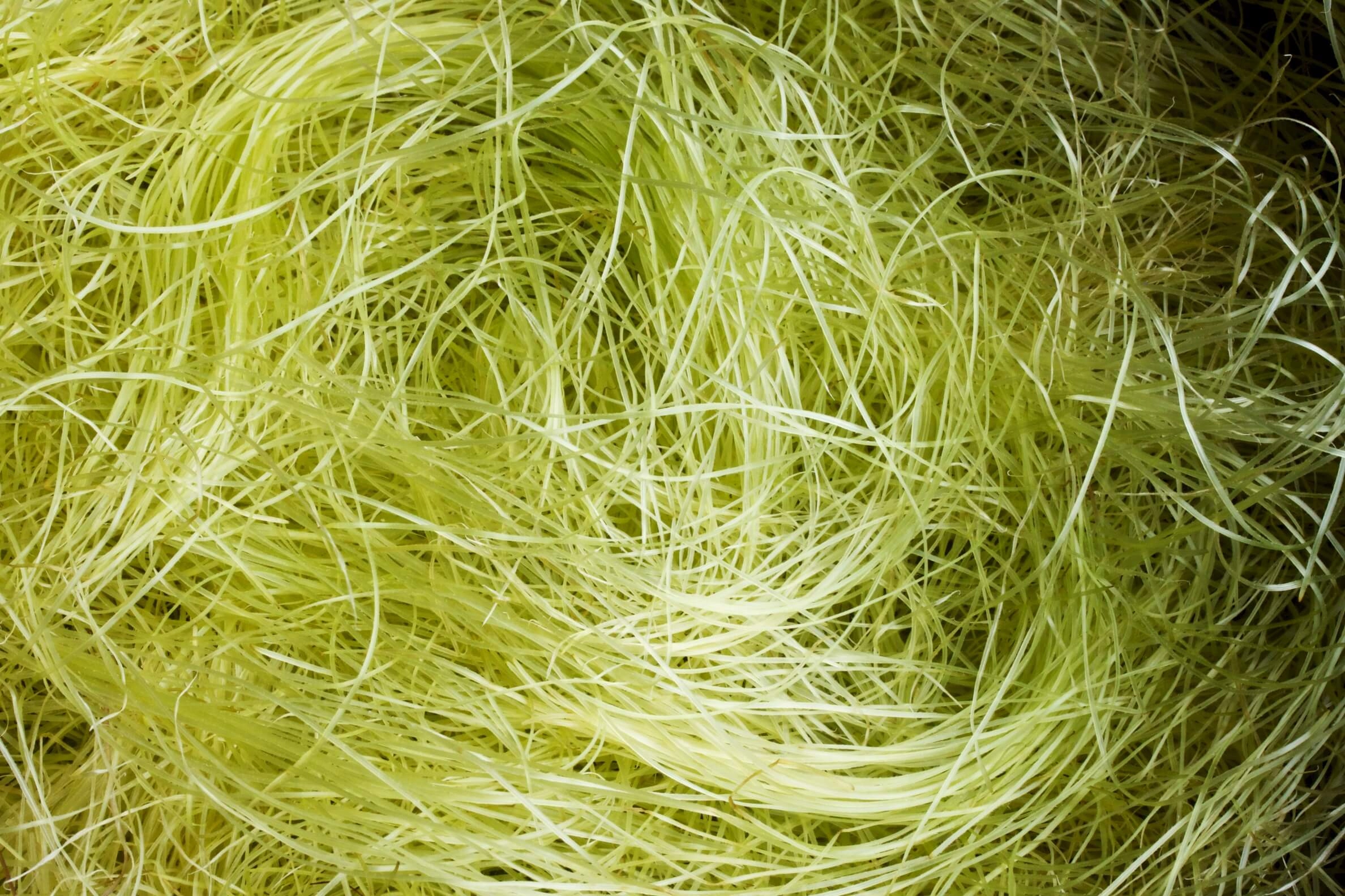 

Znamiona kukurydzy Kukurydza (Stigma maydis) 250g