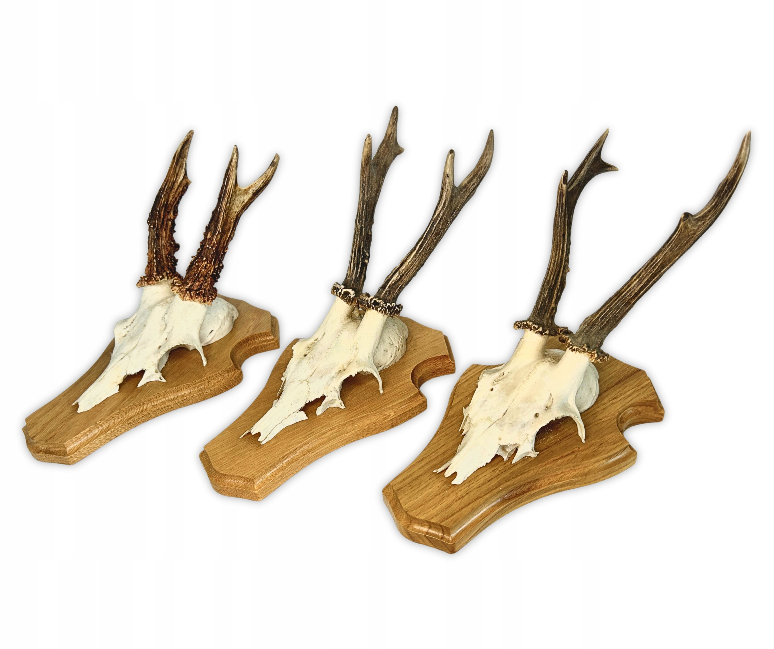 Parostki kozla rohy lovecká Trofej Paroží paroháč kozlík na Prkénku