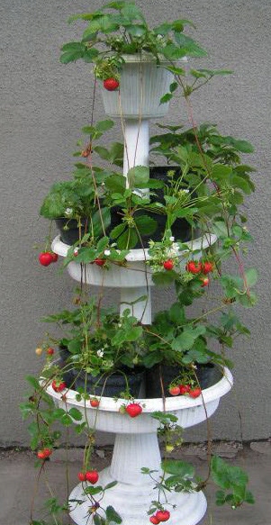 TRUSKAWKA POWTARZAJACA- CASKADA - PNĄCA, ZWISAJĄCA